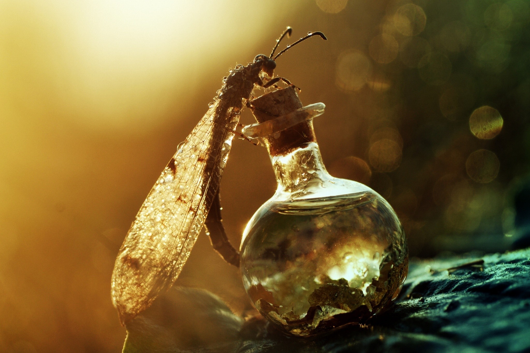 Insect on a bottle with bokeh background HD Wallpaper