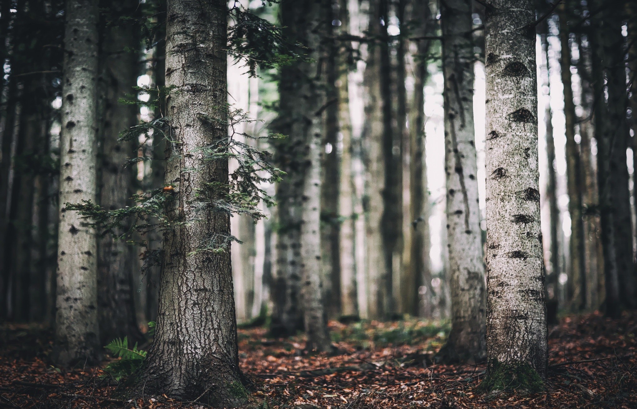 A dense forest with tall trees and fallen leaves HD Wallpaper