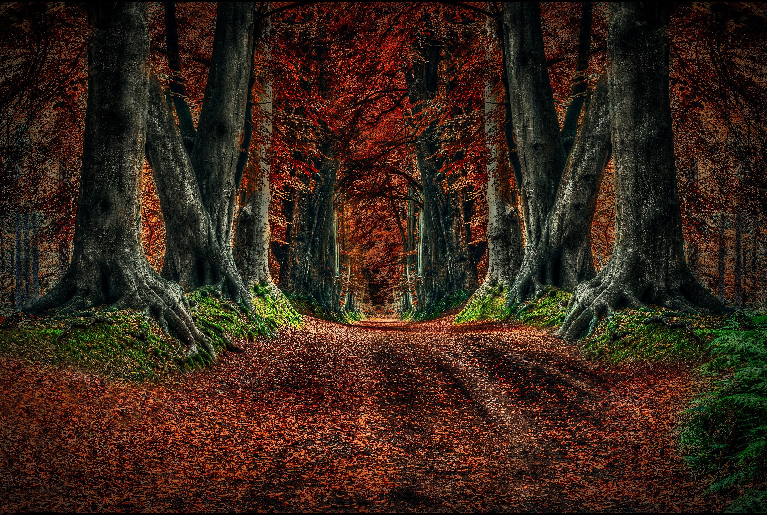 Autumn forest path with large trees HD Wallpaper