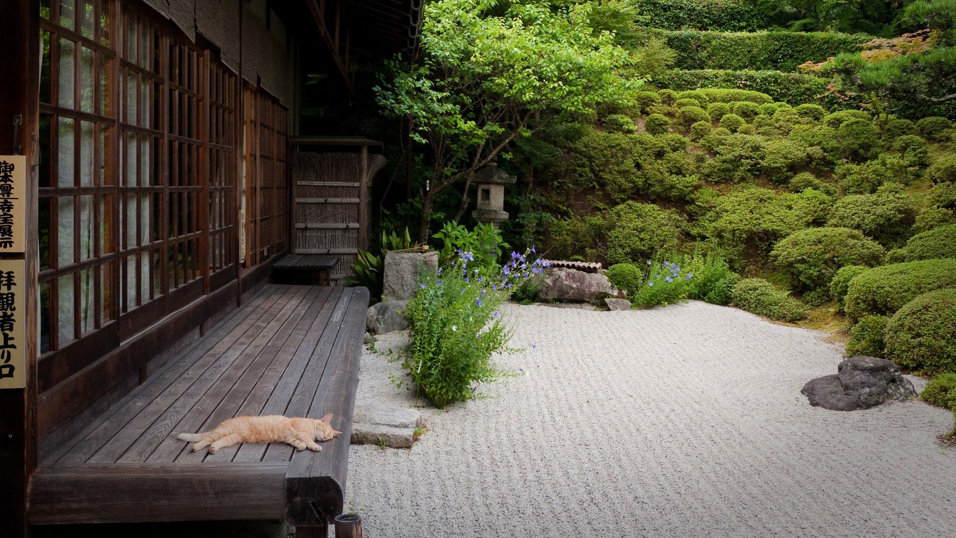 Cat sleeping on wooden deck in Japanese garden HD Wallpaper