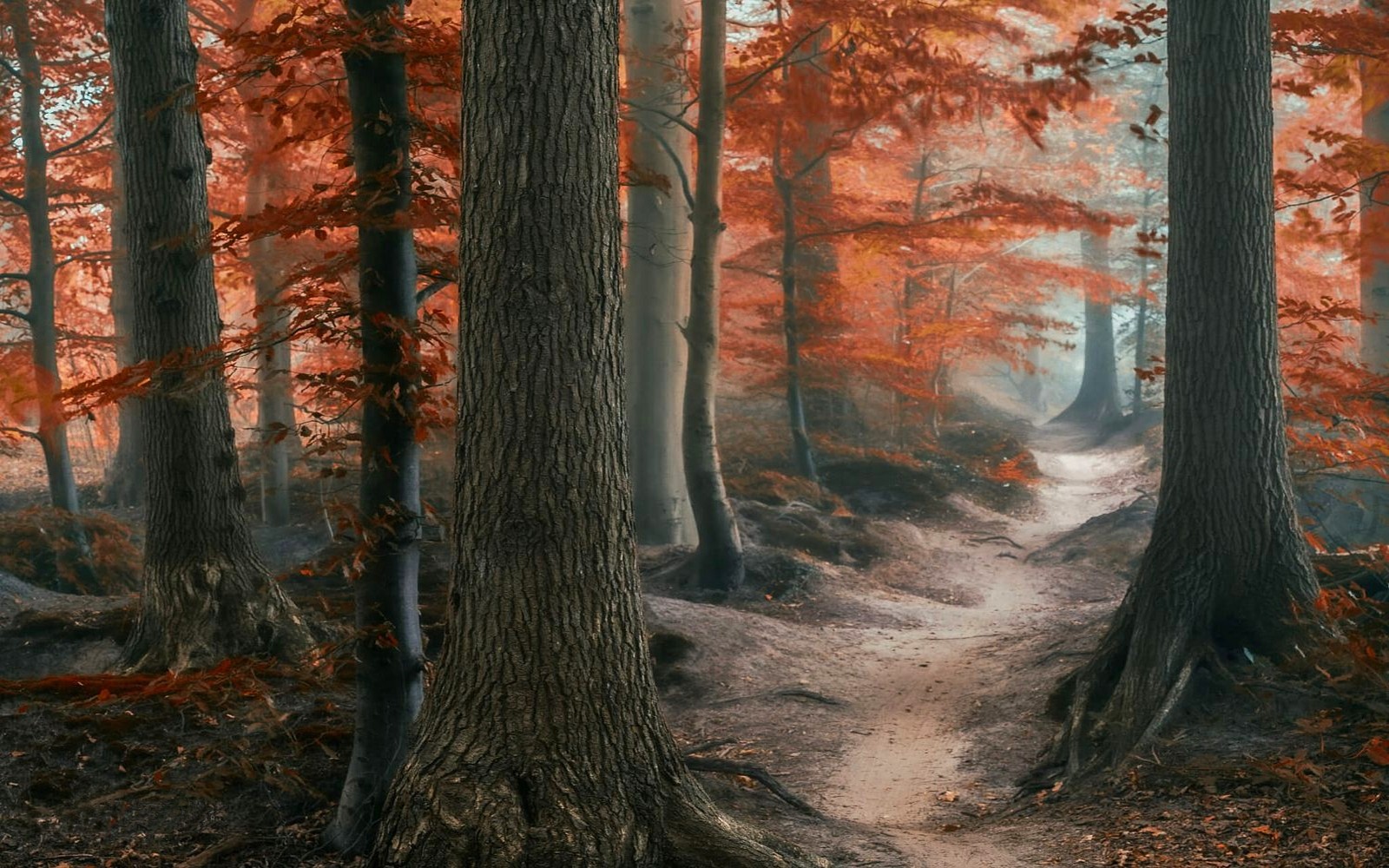 Autumn forest path with mist and orange leaves HD Wallpaper