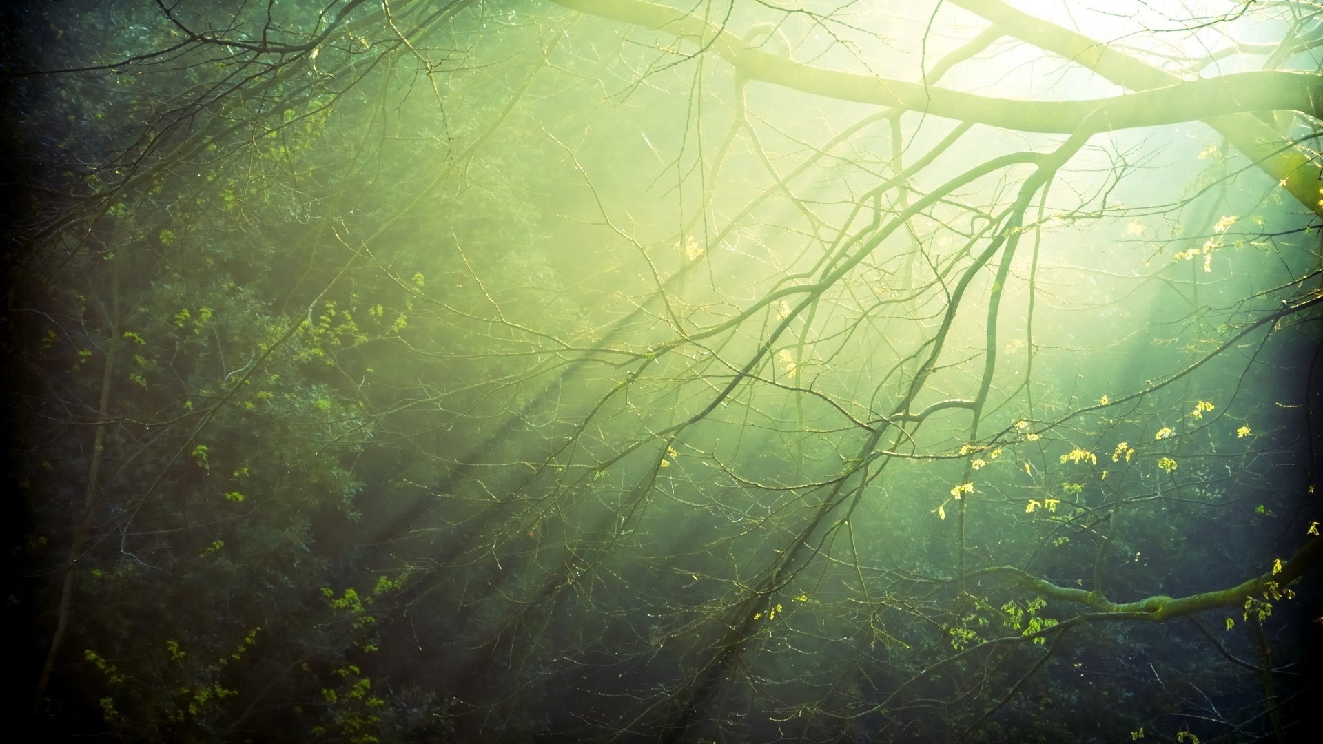 Sunlight filtering through bare tree branches in a forest HD Wallpaper