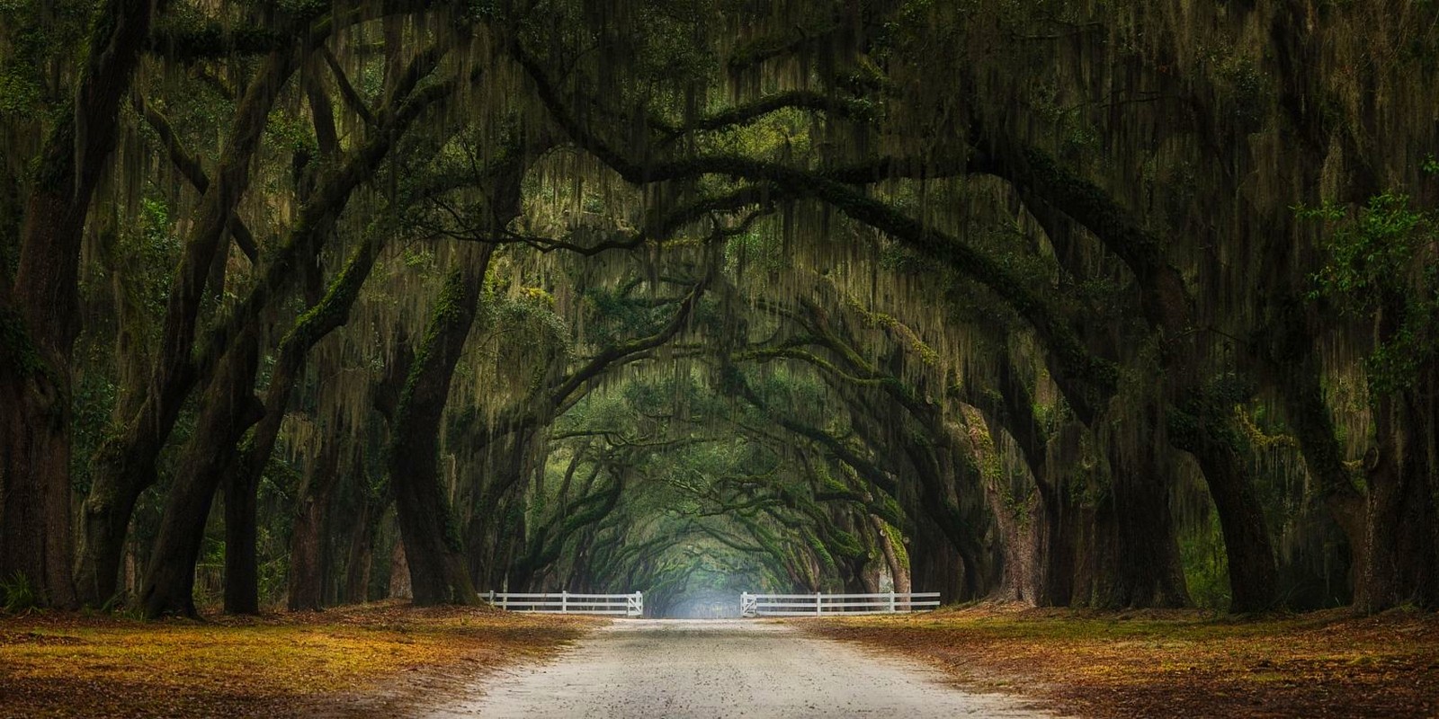Tunnel of Oak Trees with Spanish Moss in Georgia HD Wallpaper