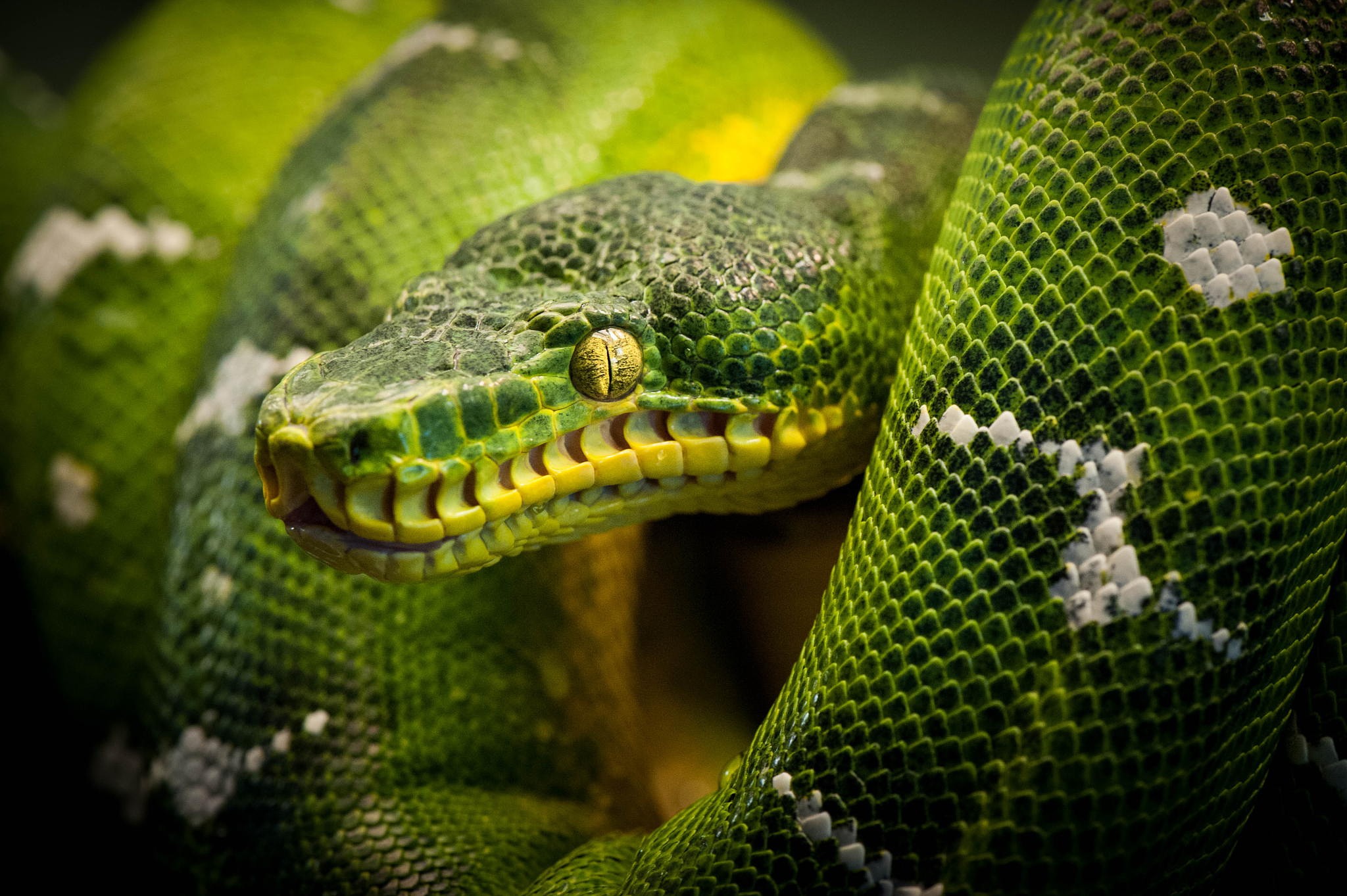 Emerald Tree Boa coiled on a branch HD Wallpaper