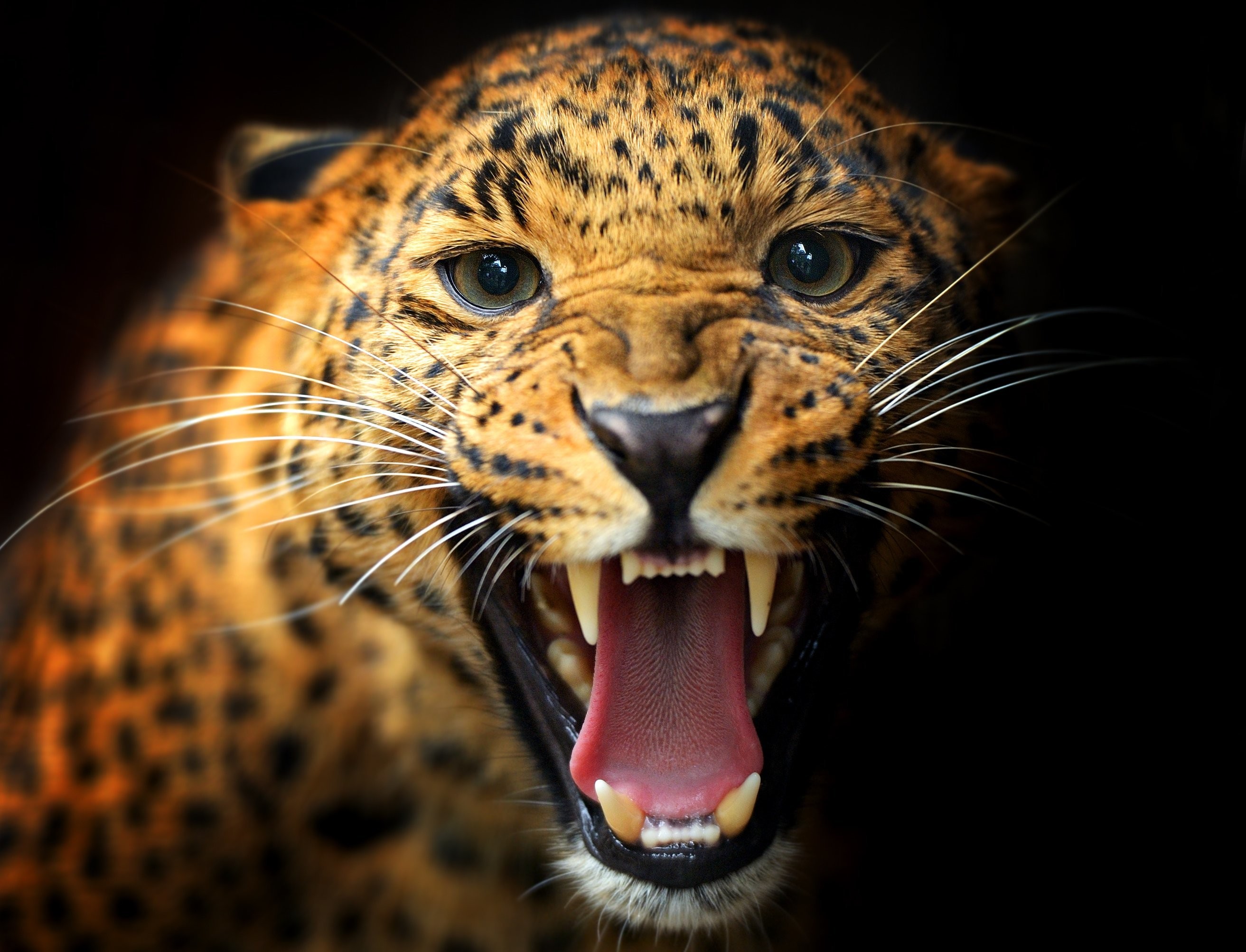 Close-up of a leopard roaring HD Wallpaper