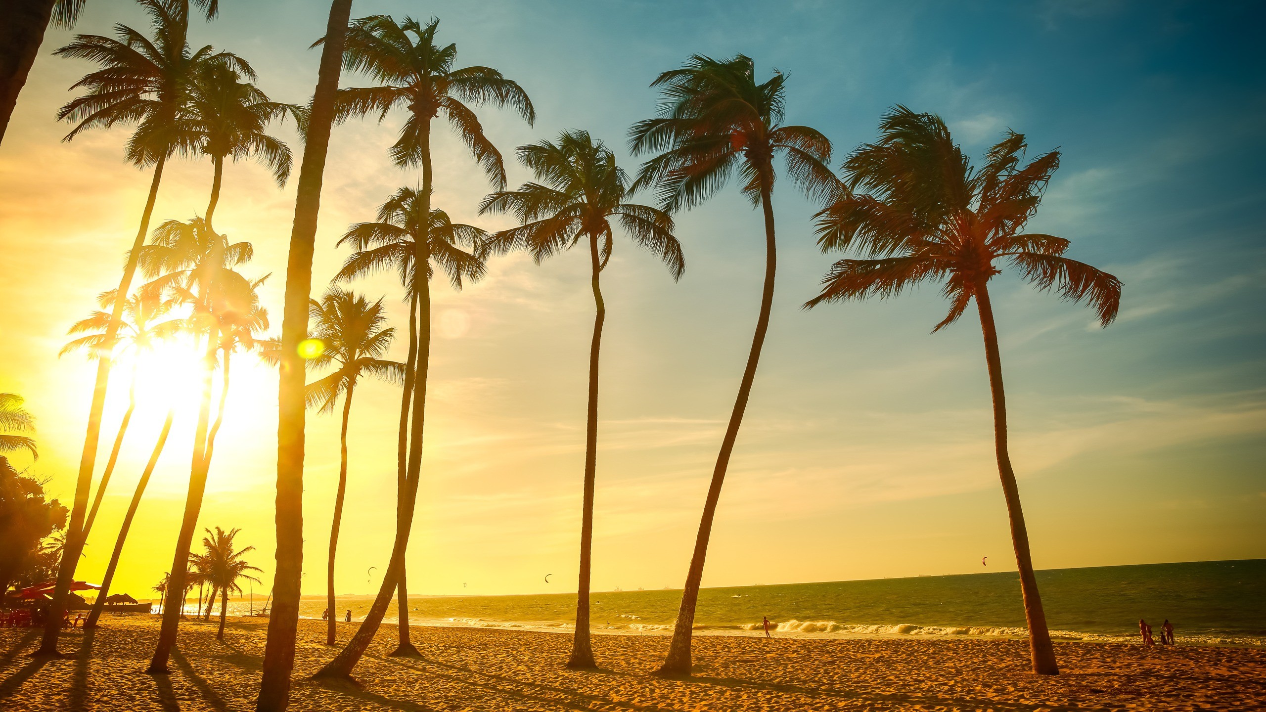 Palm trees on a tropical beach at sunset HD Wallpaper