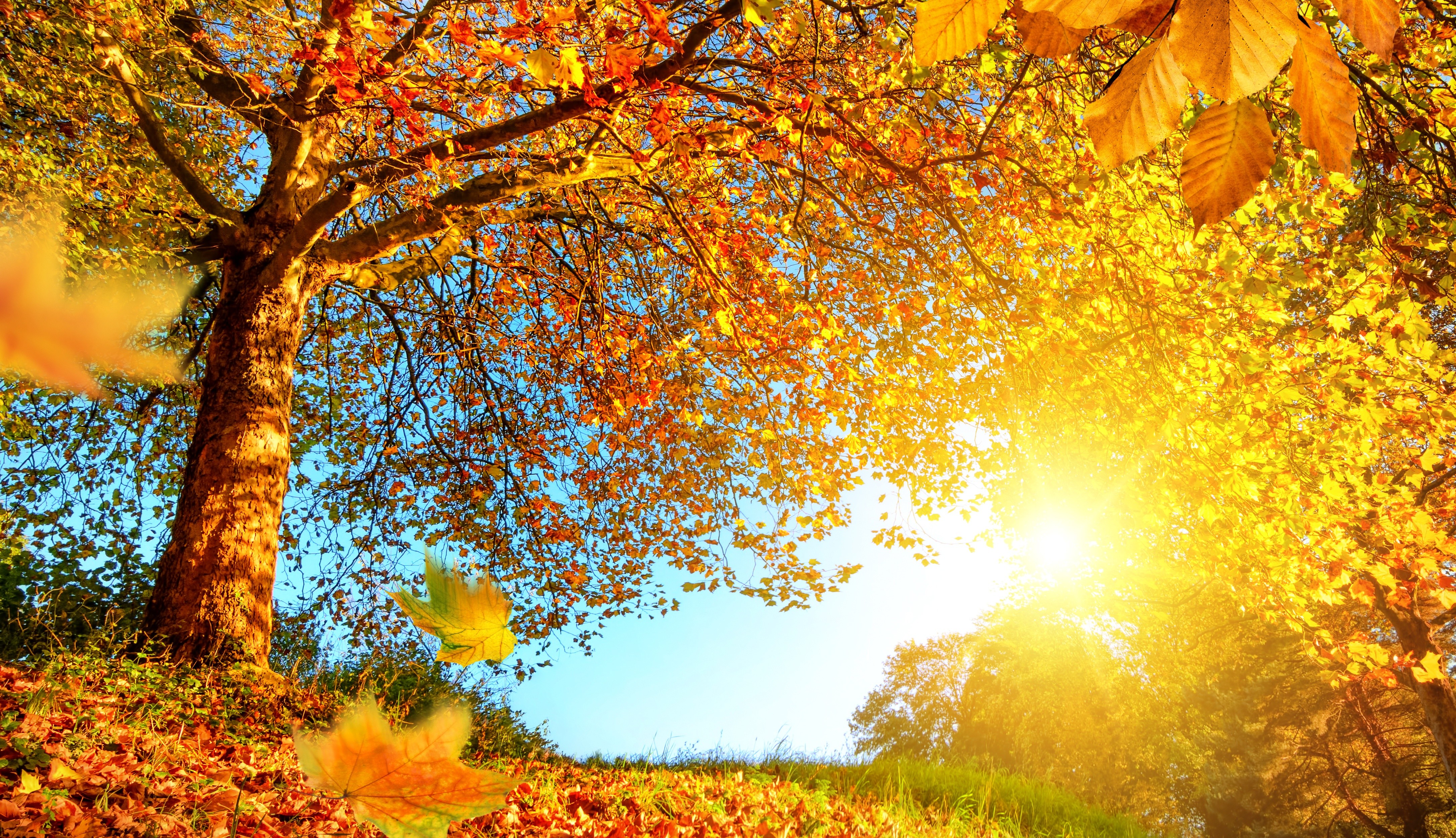 Autumn trees with falling leaves and bright sun HD Wallpaper