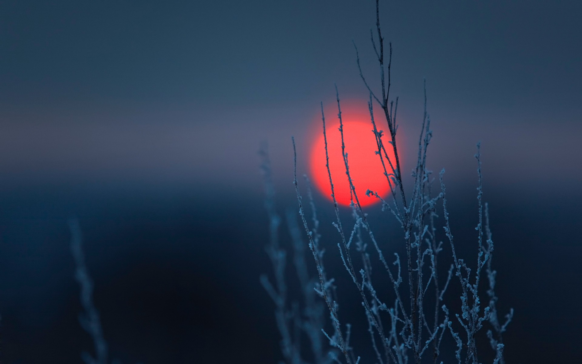 Red Sun Behind Frost-Covered Plants in Winter HD Wallpaper