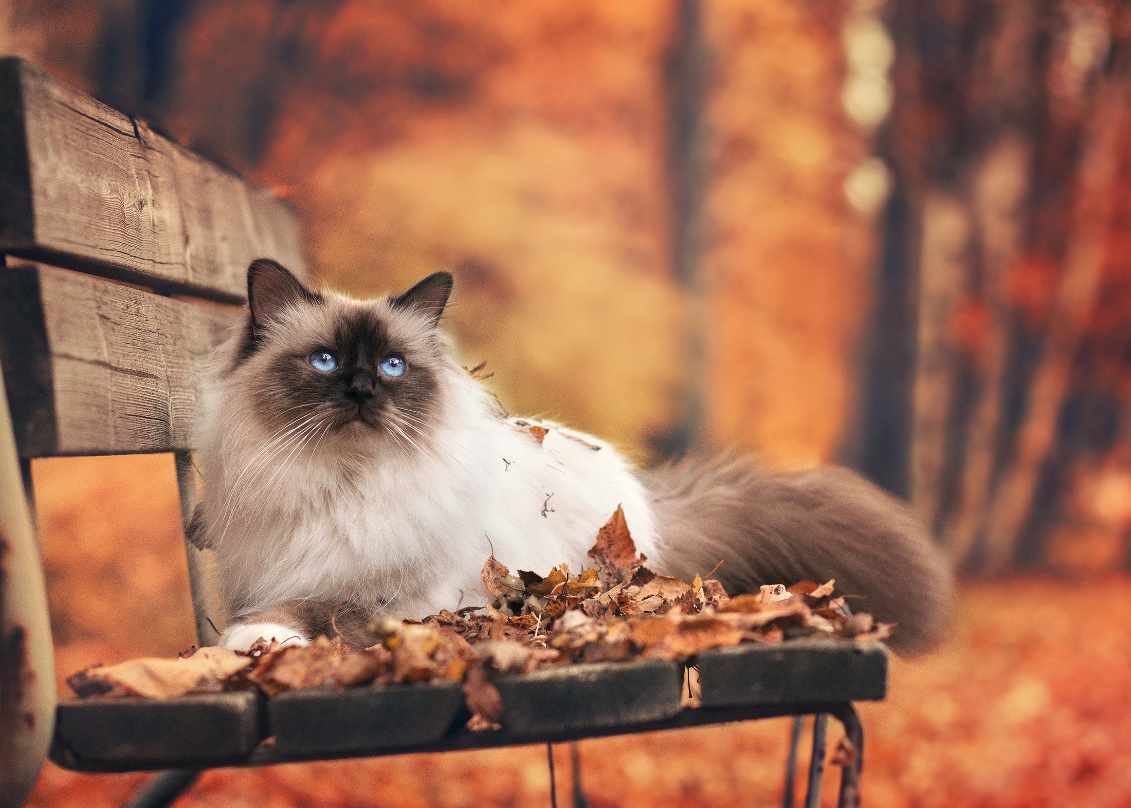 A fluffy cat with blue eyes sits on a bench in autumn leaves HD Wallpaper