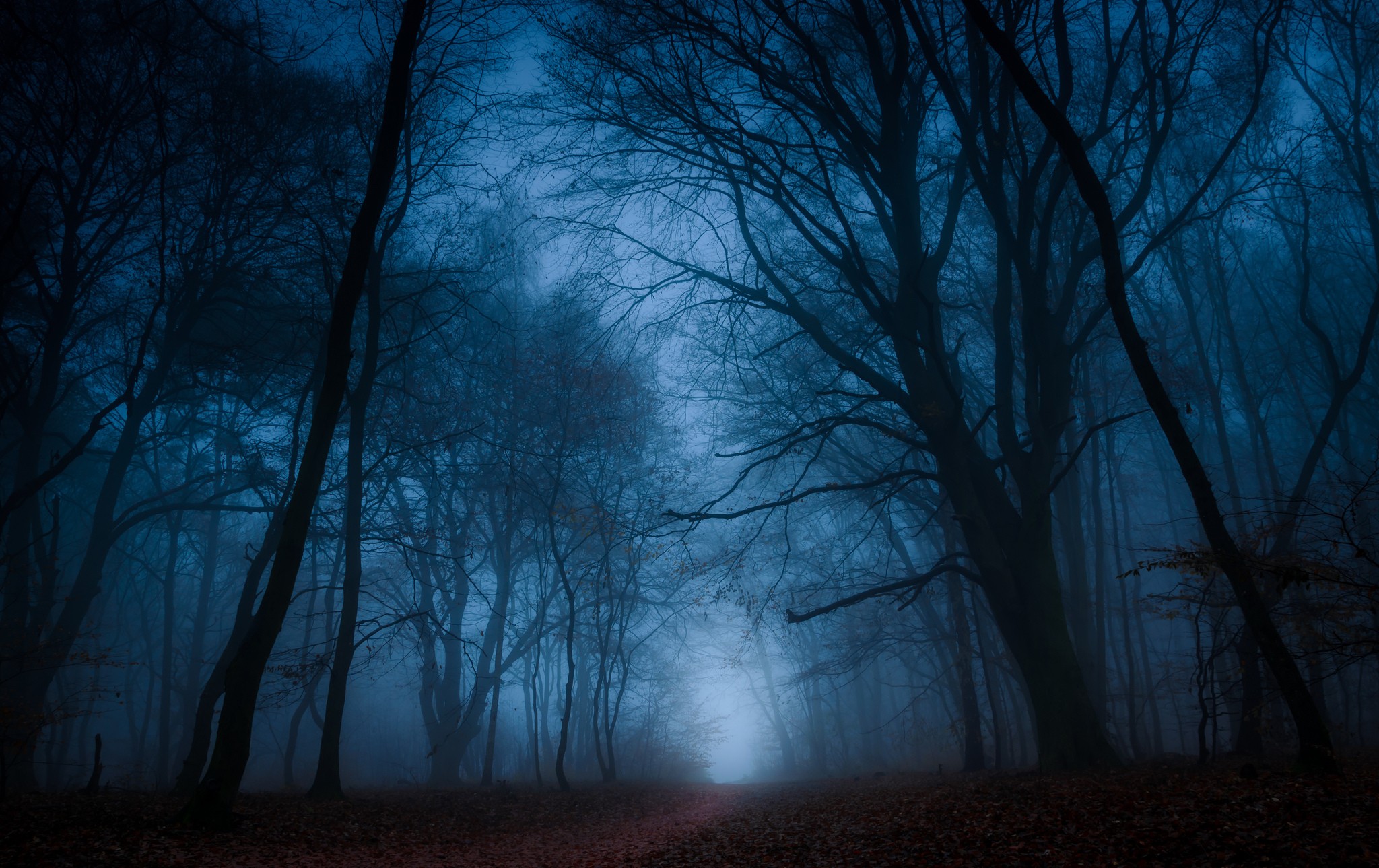 Dark, foggy forest with bare trees HD Wallpaper