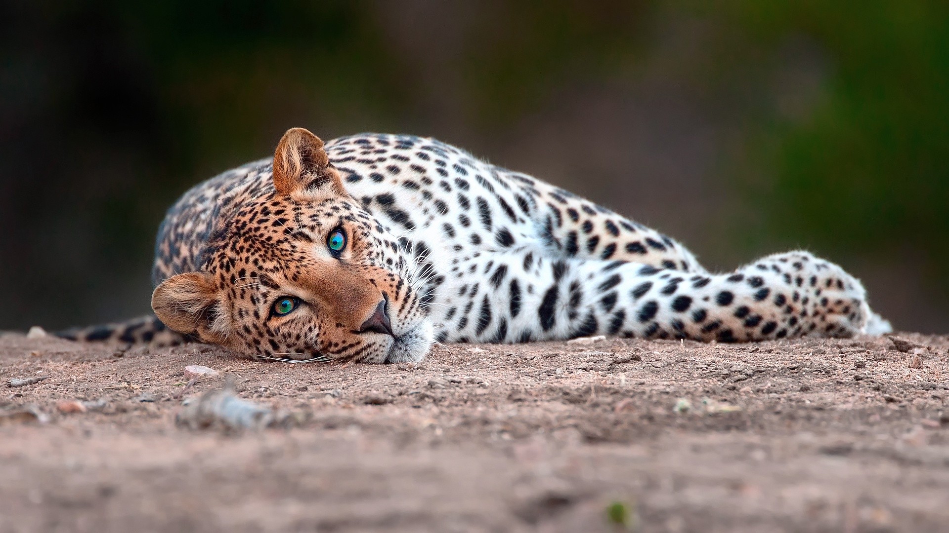 Leopard resting on the ground with blue eyes HD Wallpaper