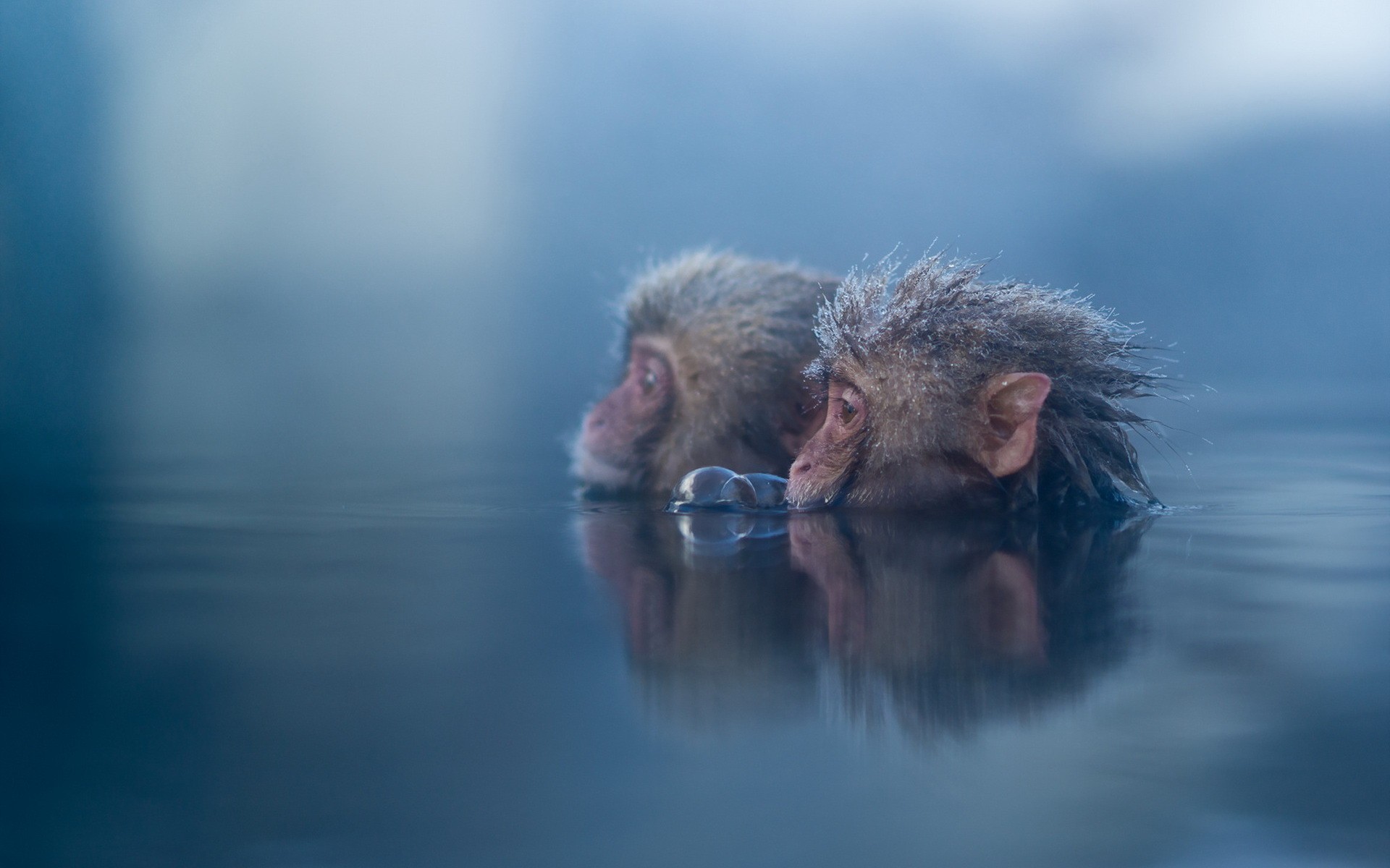 Two monkeys in water HD Wallpaper