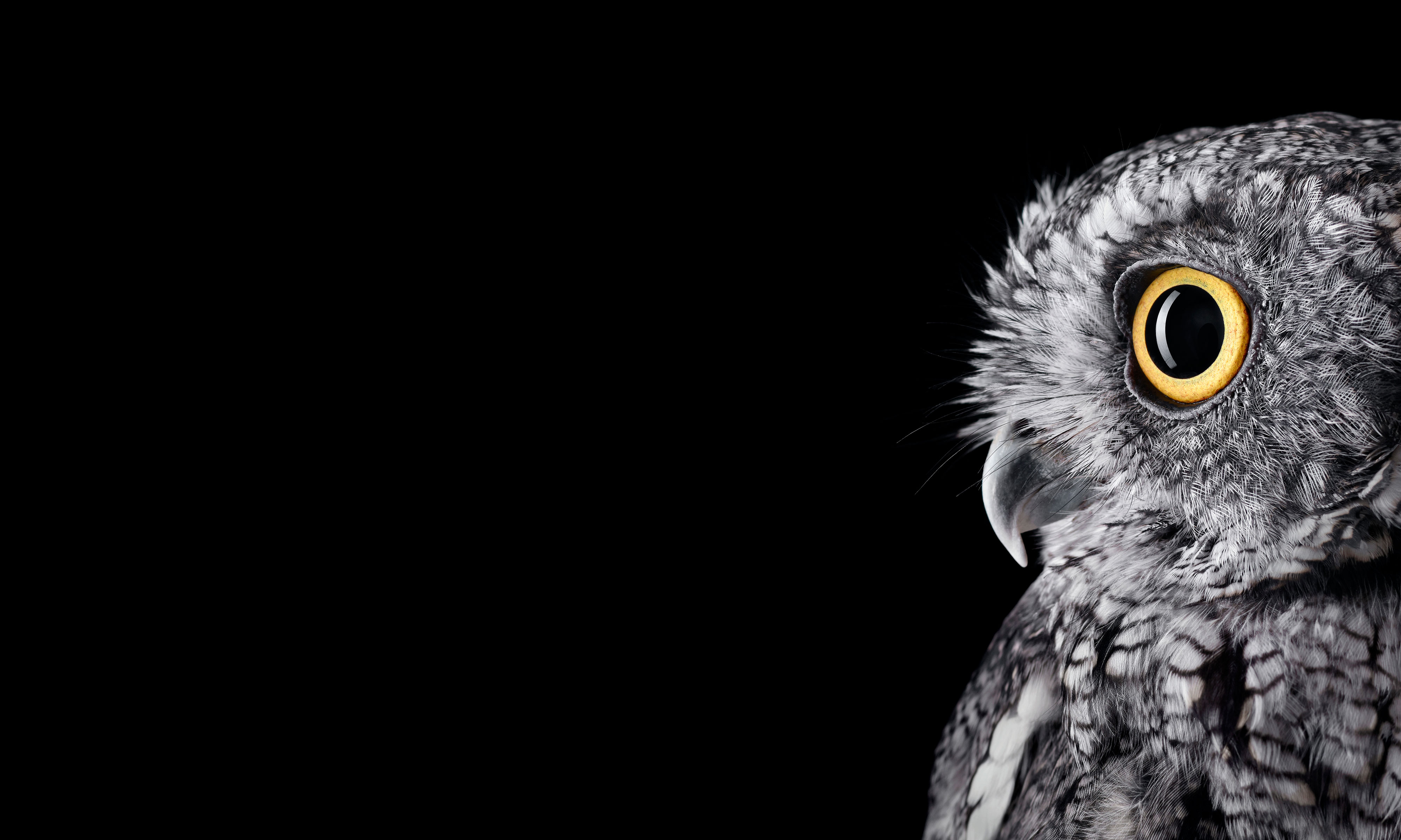 Close-up of an owl's eye and head HD Wallpaper