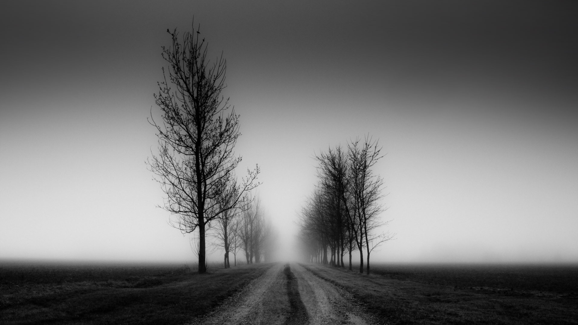 Monochrome landscape with trees on a misty road HD Wallpaper