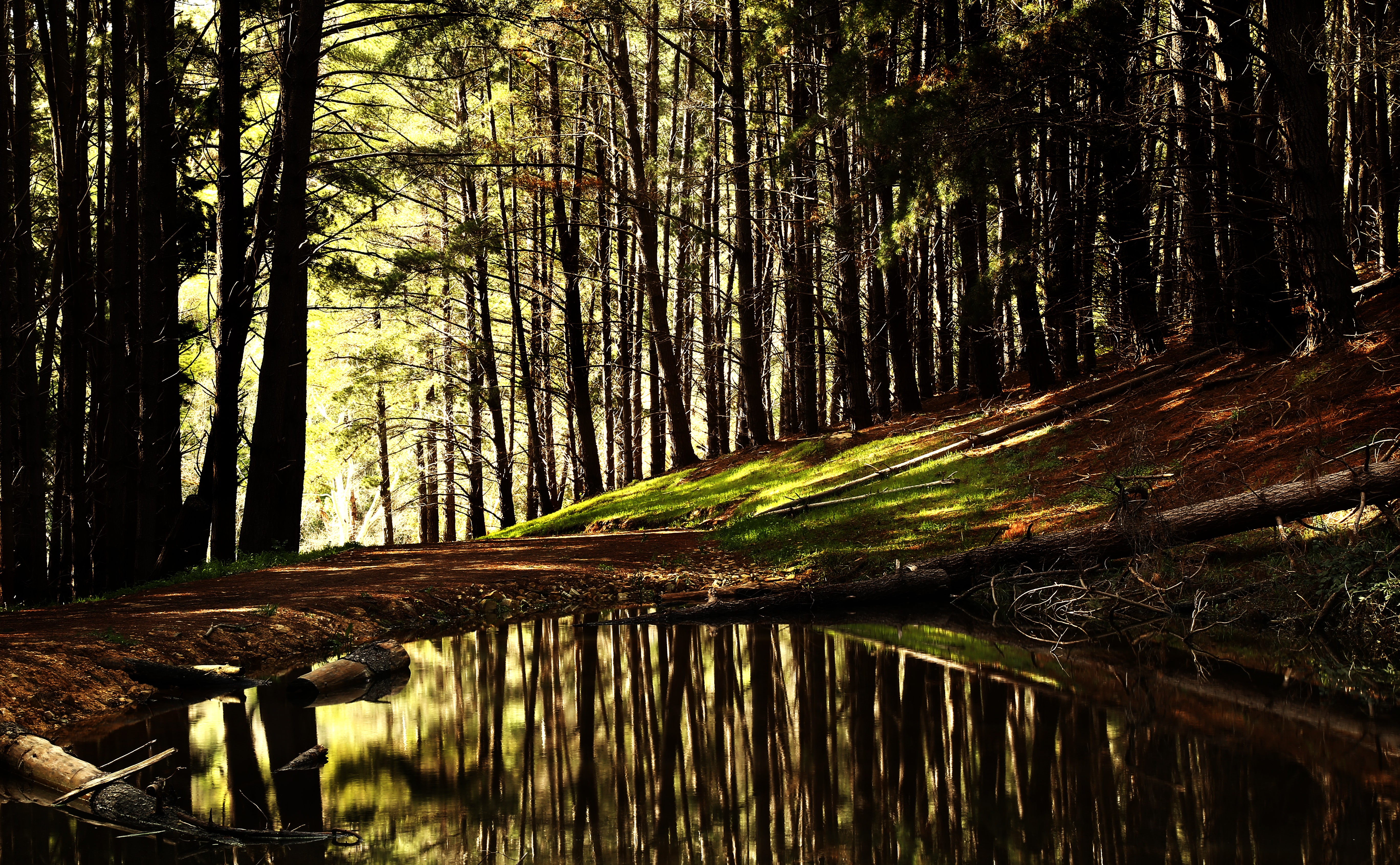 Forest with a reflective pond and trees HD Wallpaper
