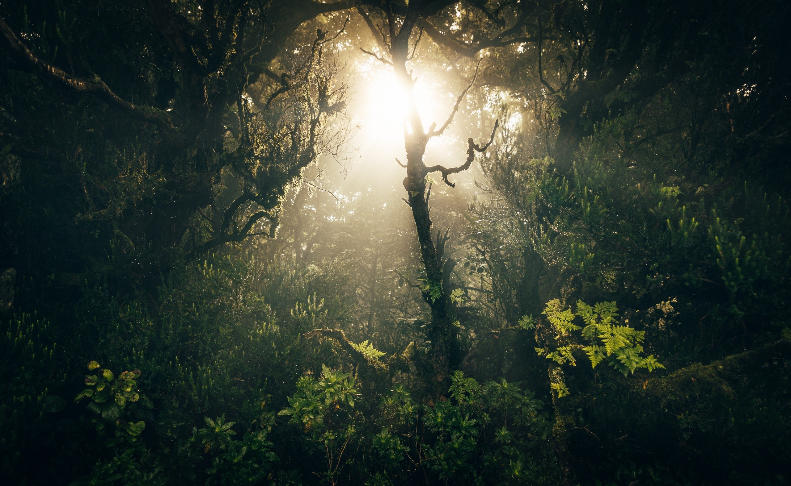 Sunlight filtering through a dense, misty forest HD Wallpaper
