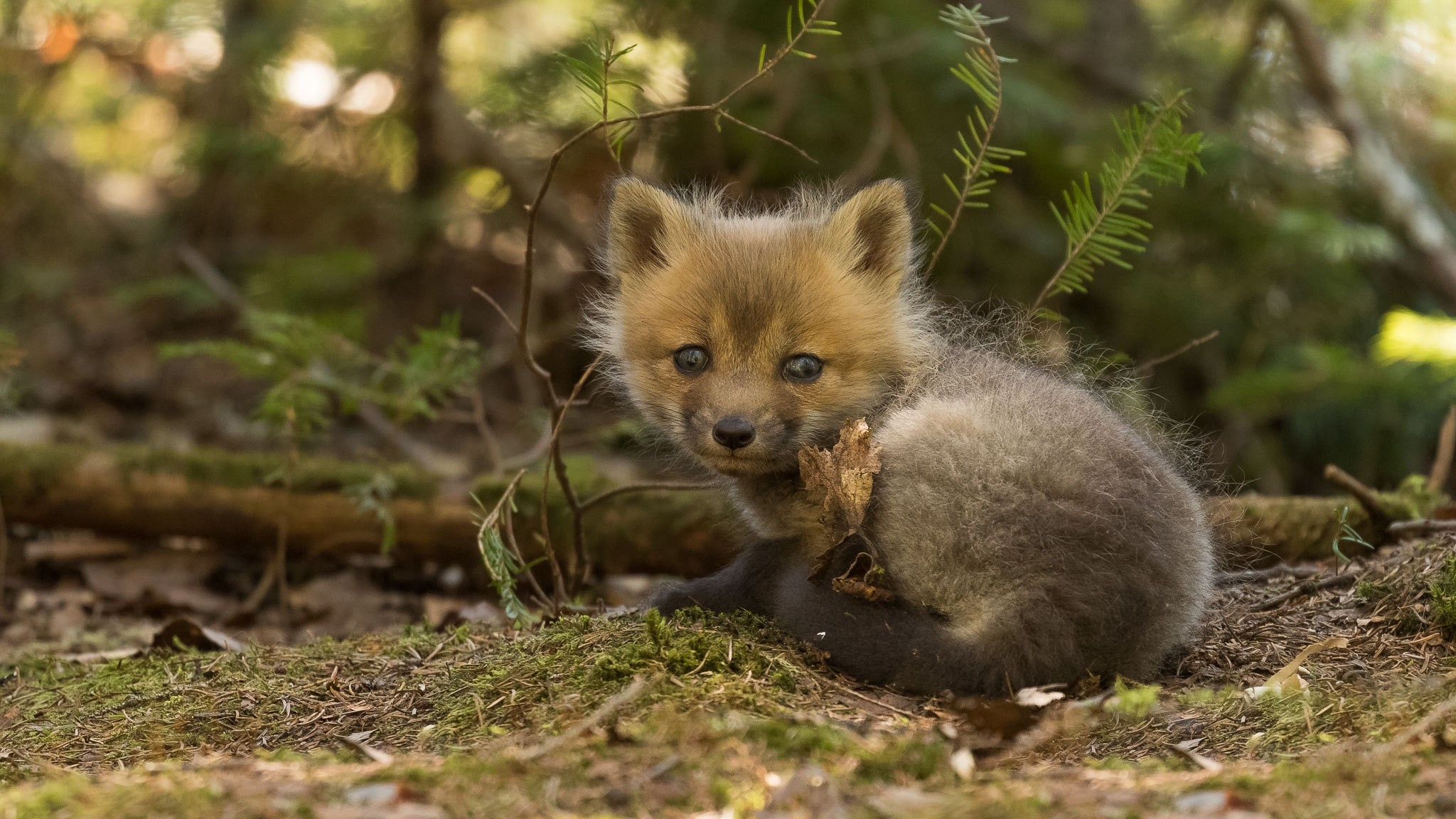 Baby fox sitting in a forest HD Wallpaper