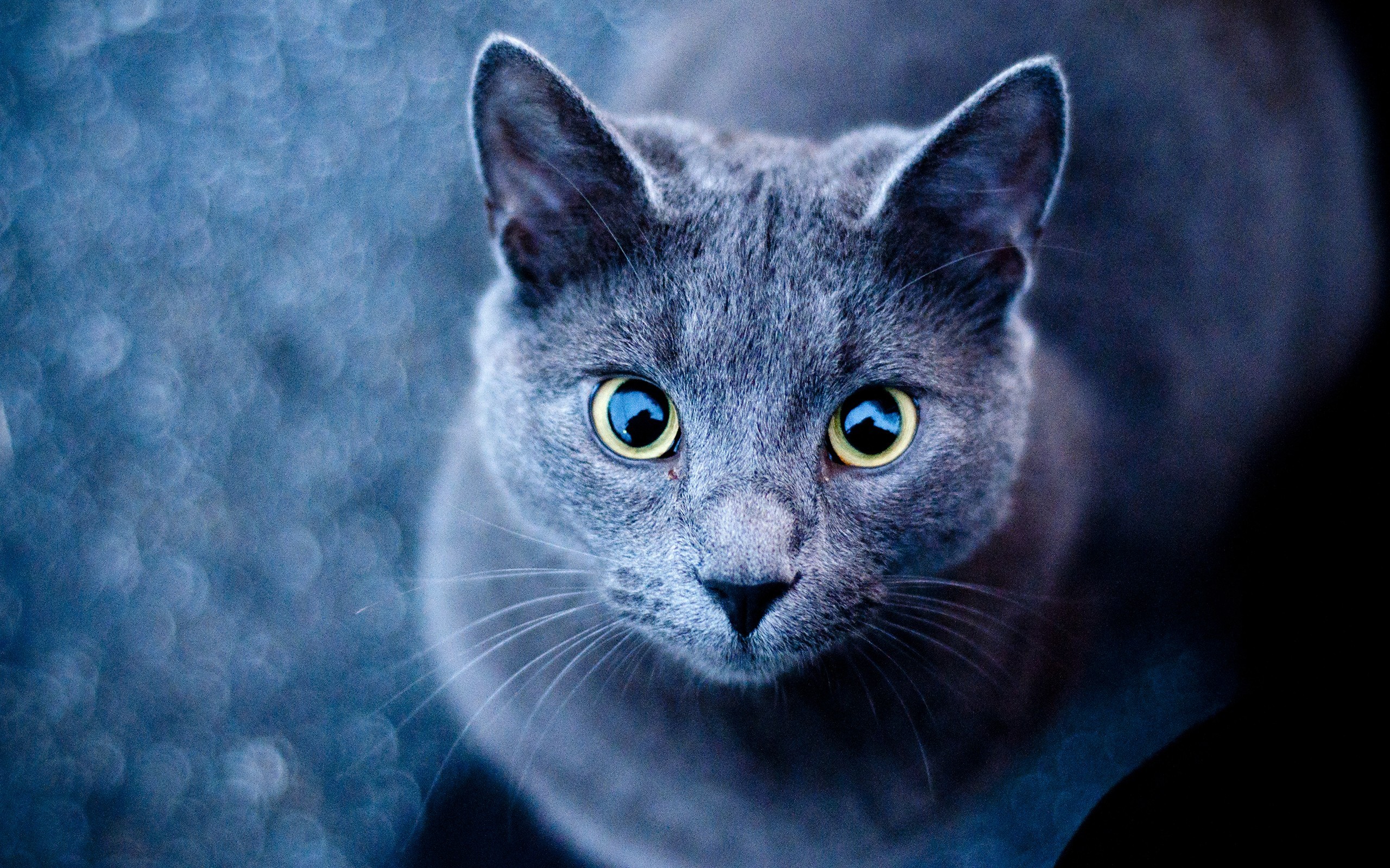 Close-up of a Russian Blue cat HD Wallpaper