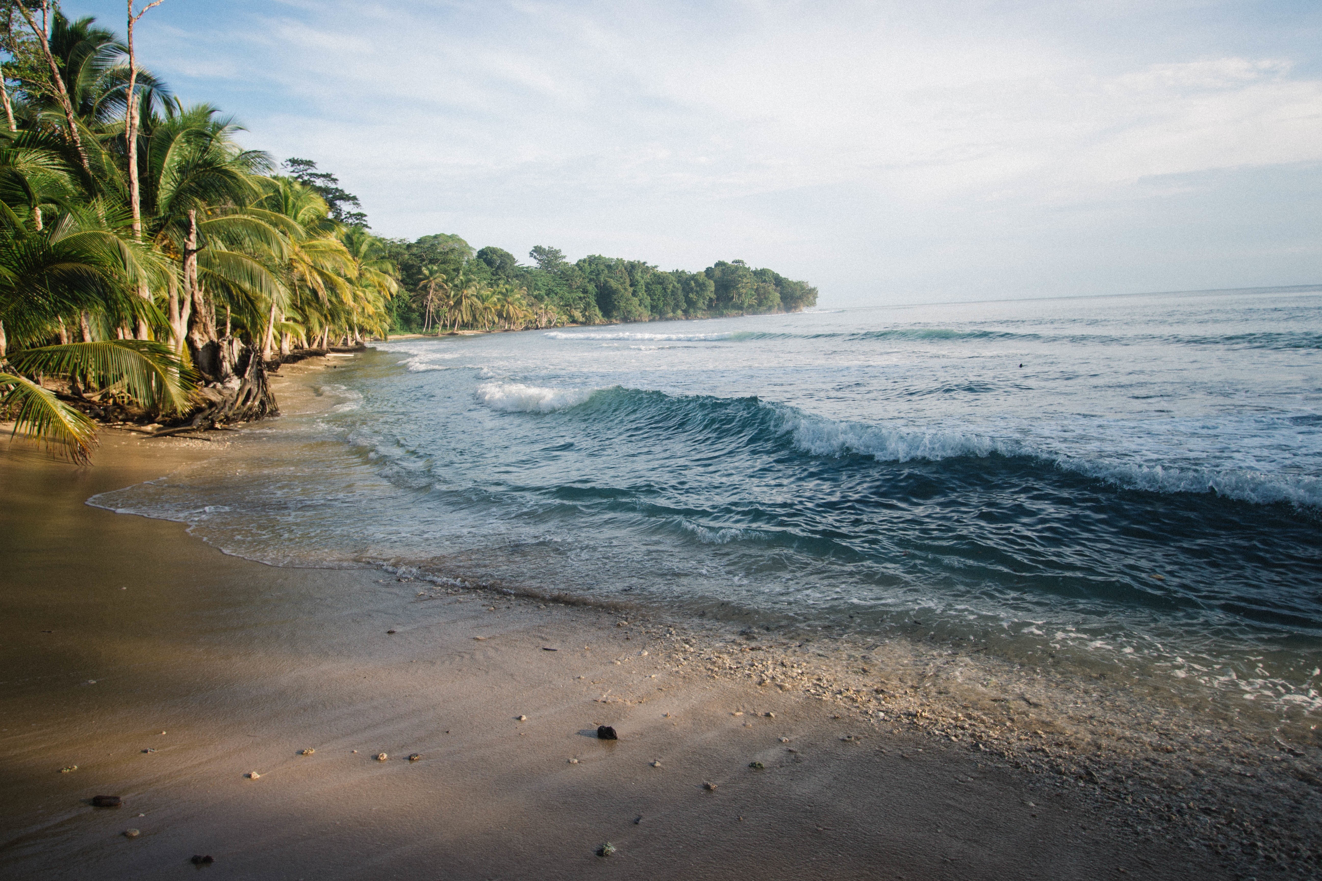 Tropical beach with palm trees and ocean waves HD Wallpaper