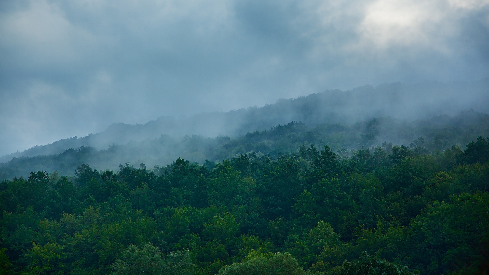 Misty forest landscape with rolling hills HD Wallpaper