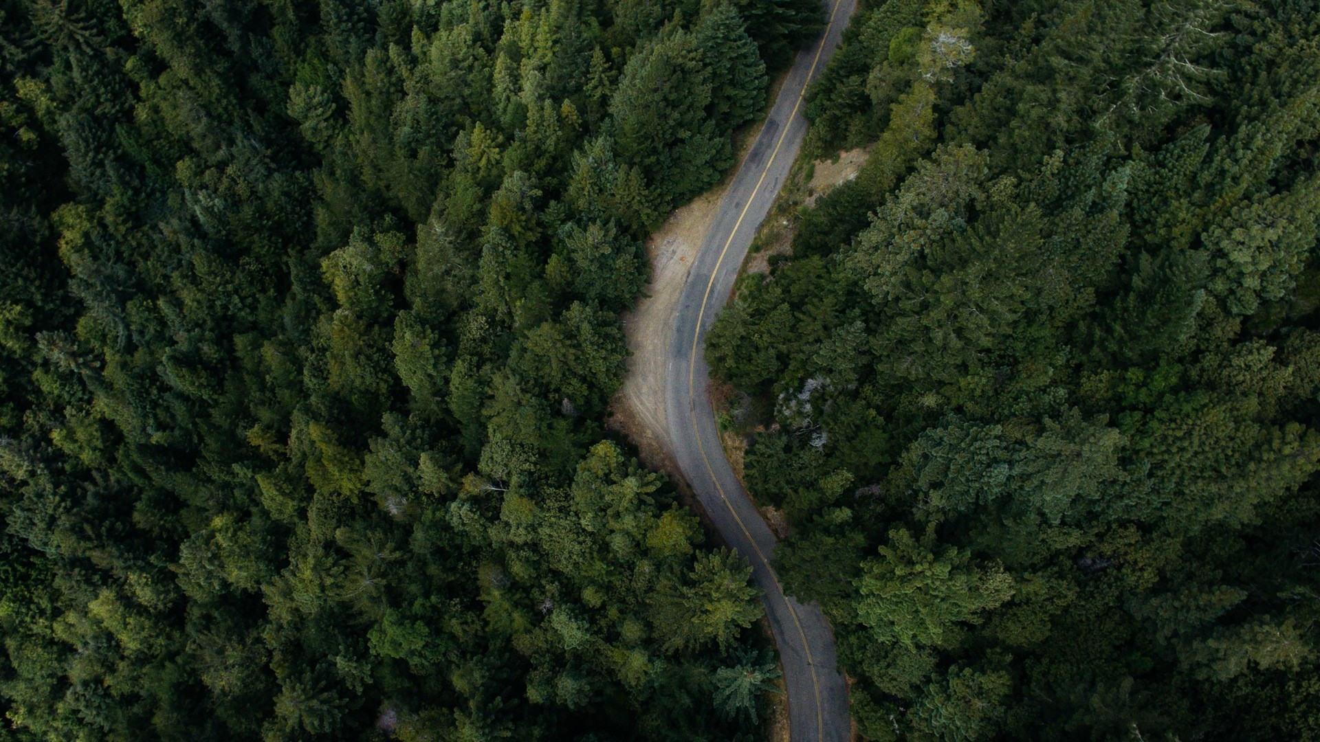 Aerial view of a winding road through a dense forest HD Wallpaper