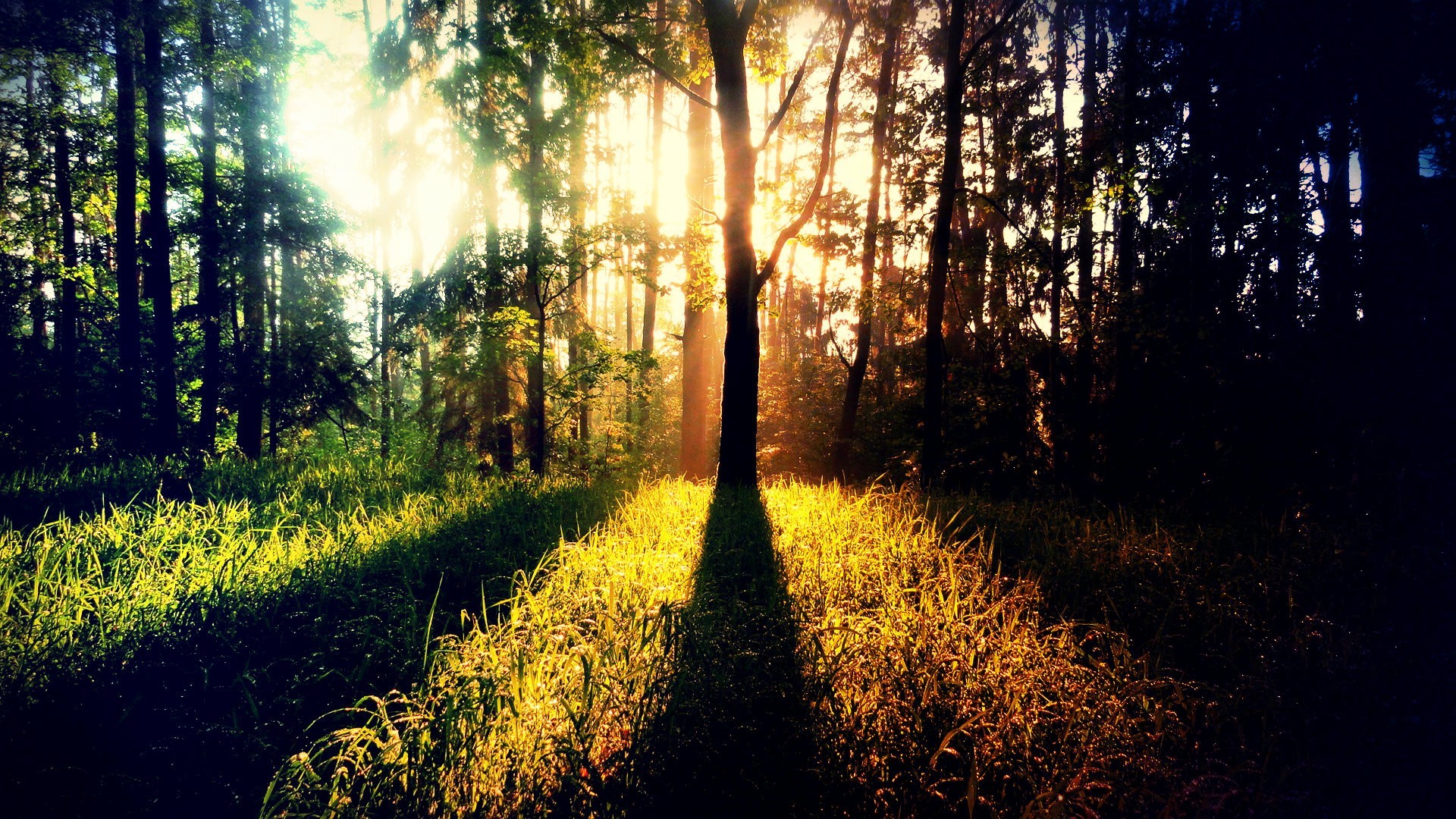 Sunlight filtering through a forest with tall trees HD Wallpaper