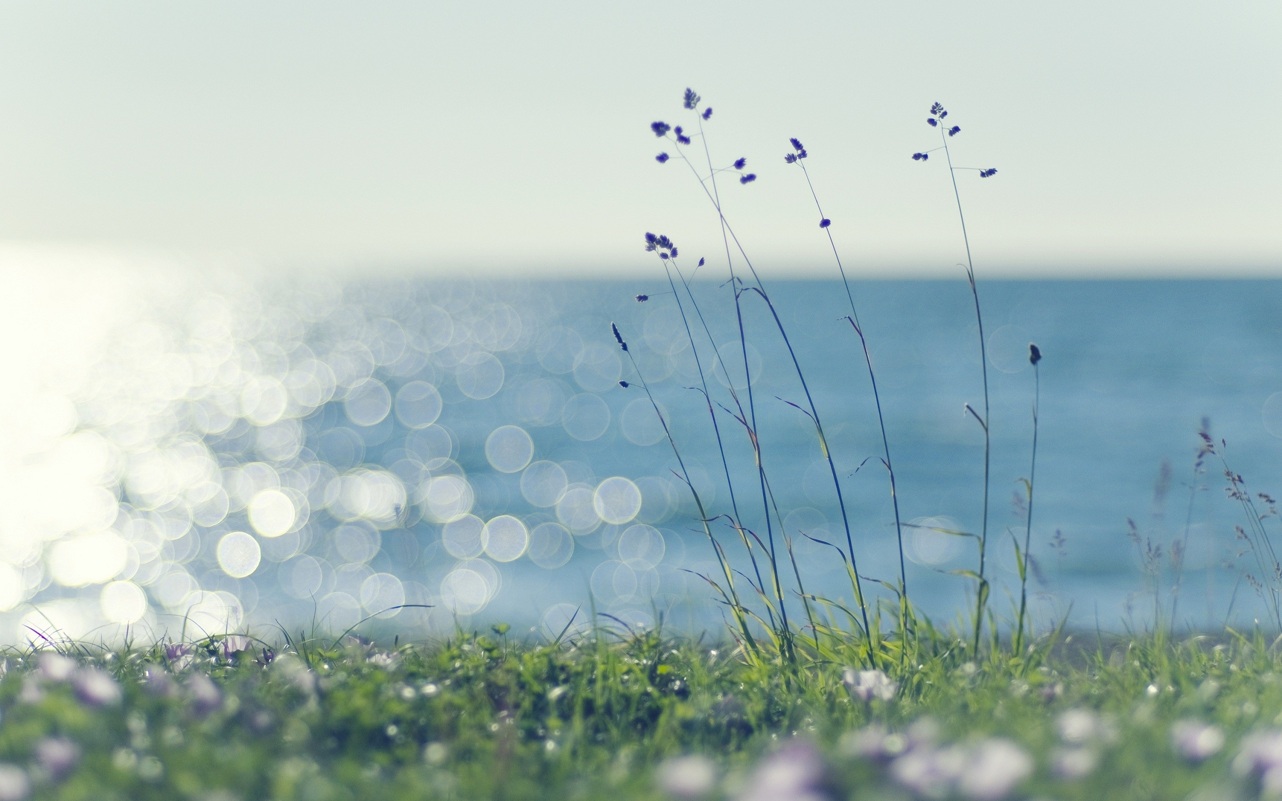 Grasses and flowers by the shimmering ocean HD Wallpaper