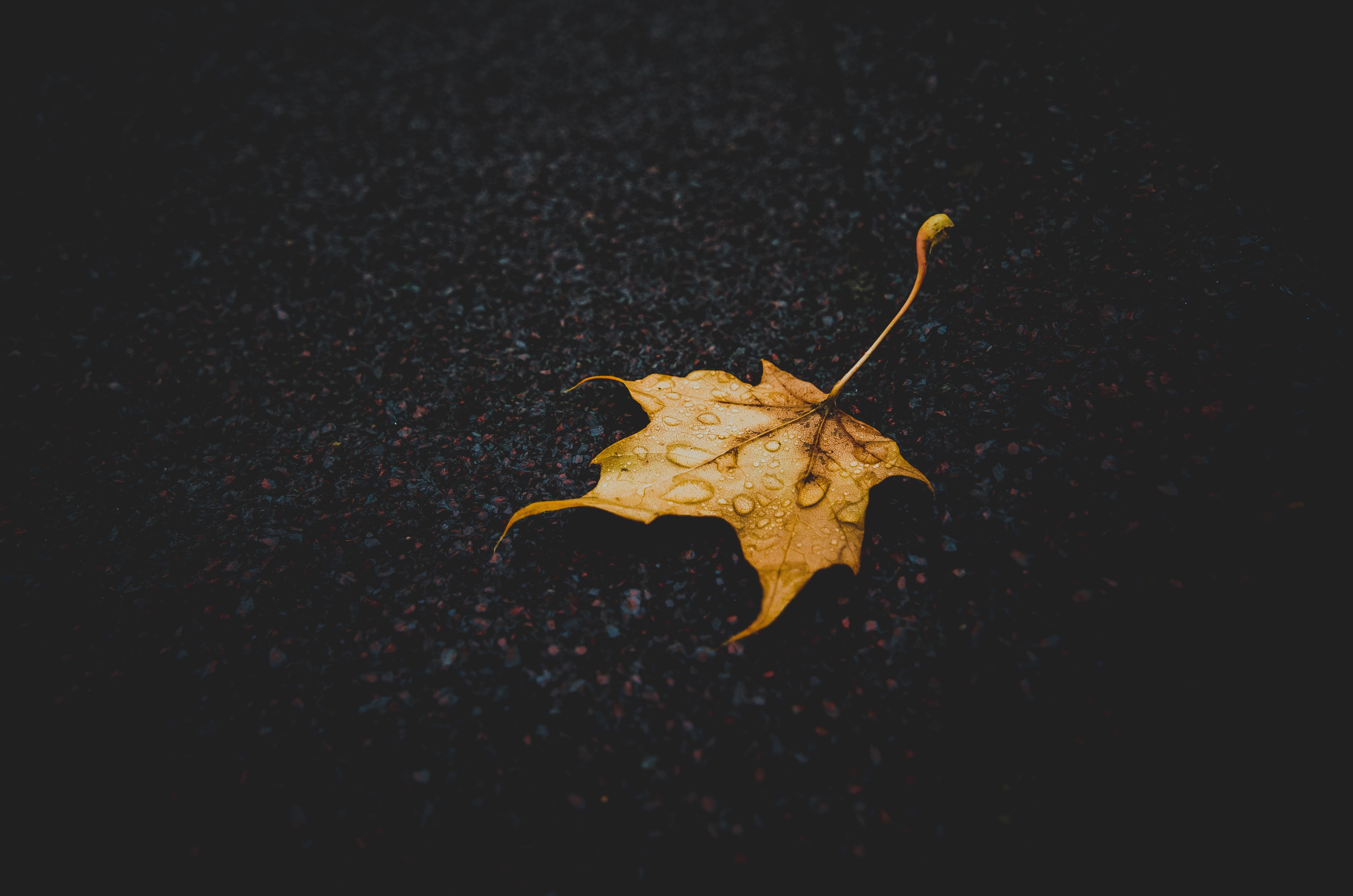 Yellow leaf with water drops on dark ground HD Wallpaper
