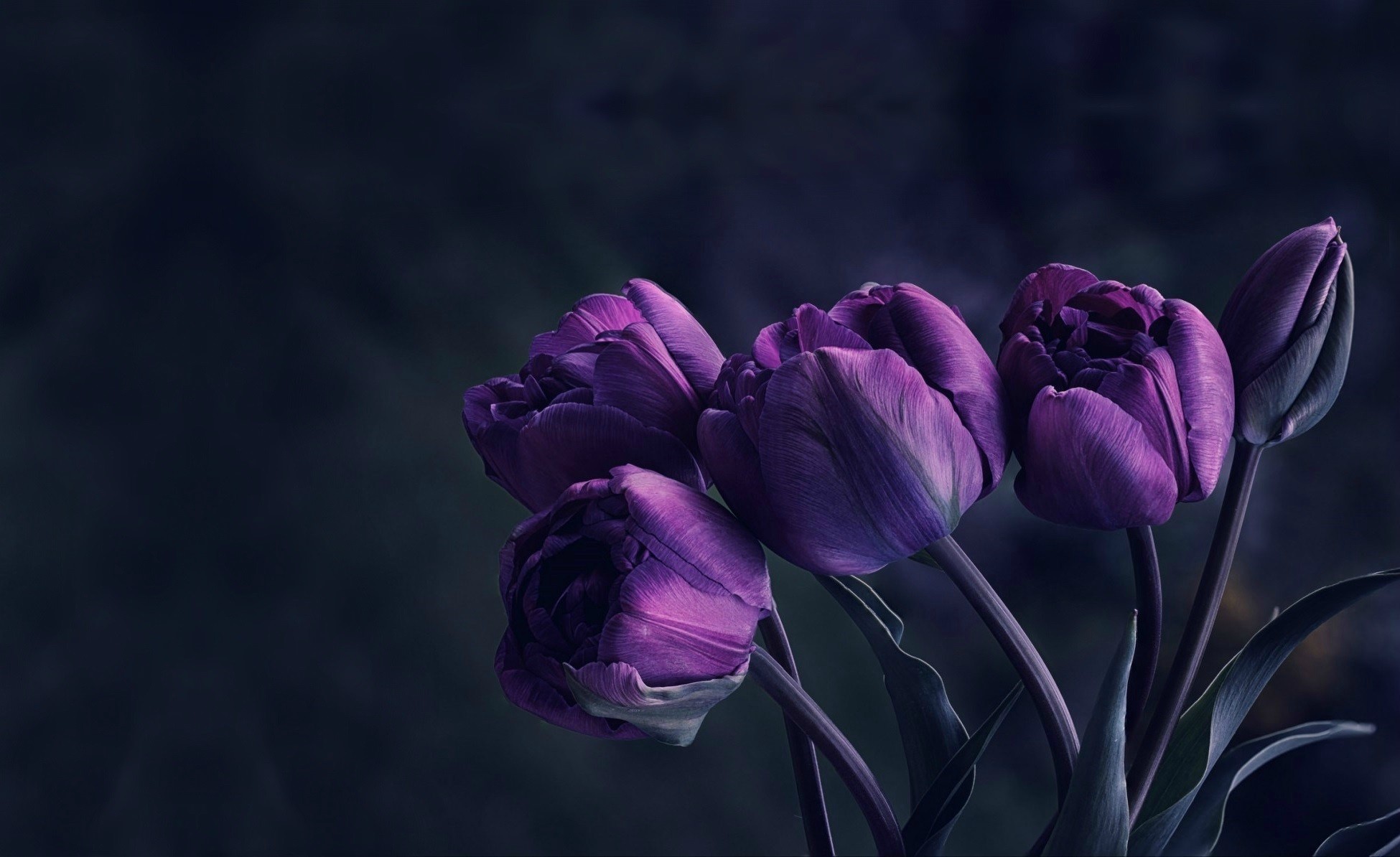 Purple tulips with dark background HD Wallpaper