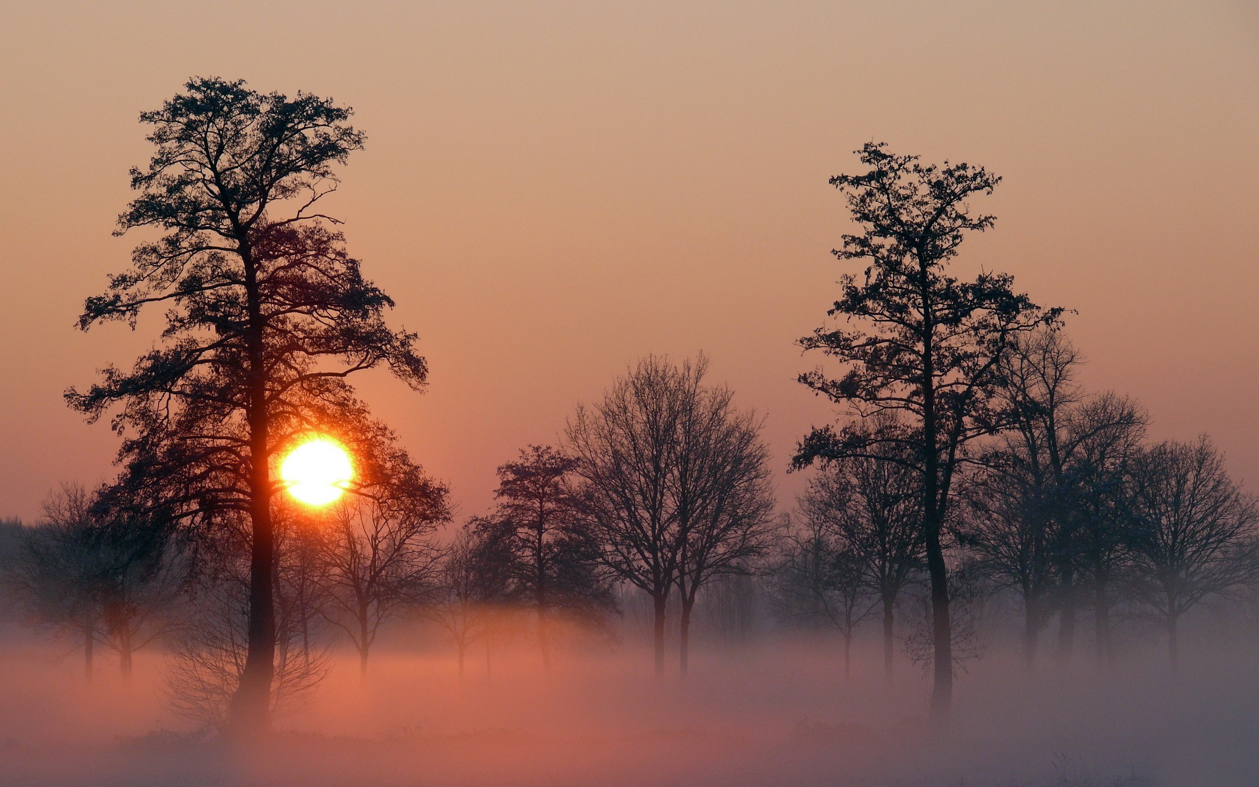 Sunset over a misty landscape with trees HD Wallpaper