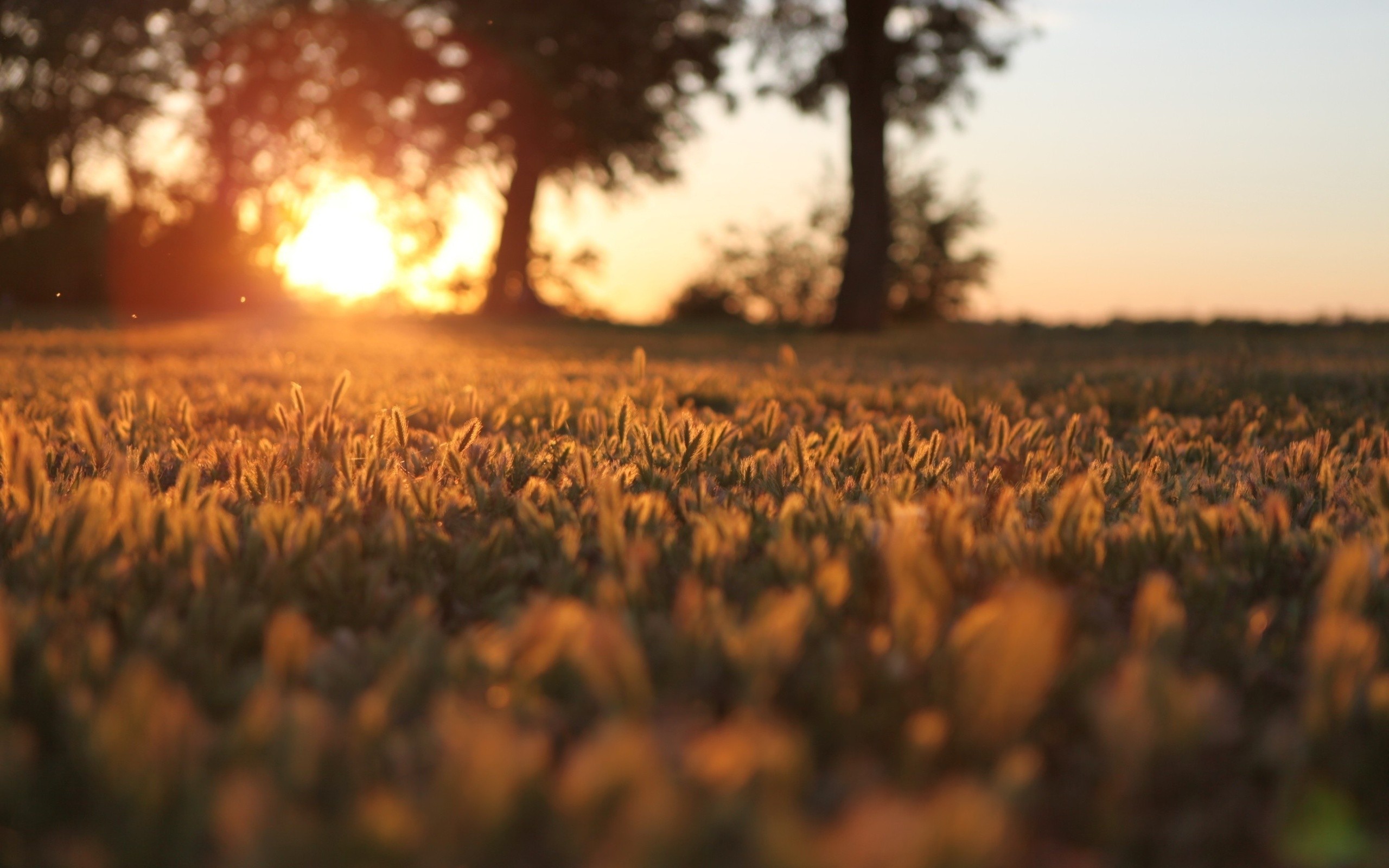 Sunset over a grassy field with trees HD Wallpaper