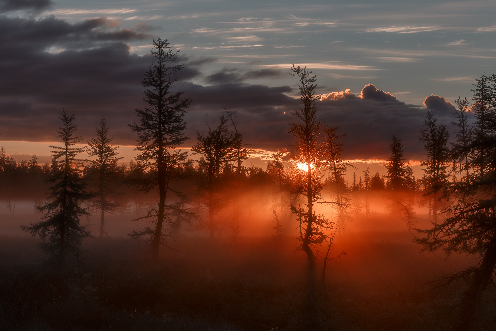 Sunrise over a misty forest with silhouetted trees HD Wallpaper