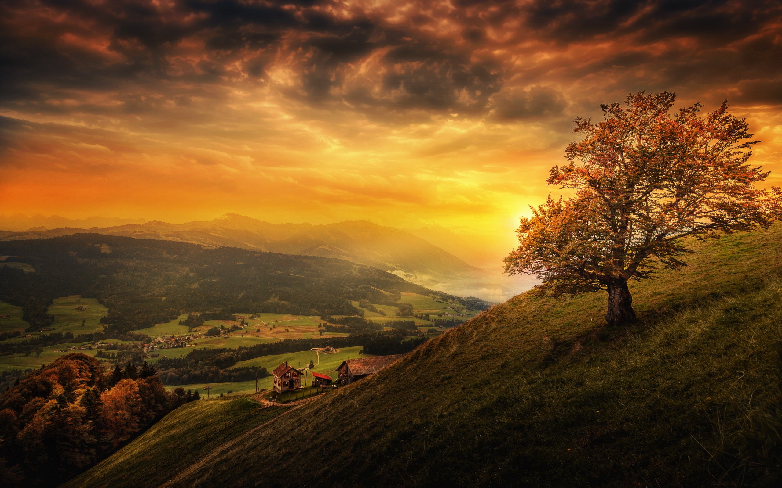 Tree on a hill overlooking a valley at sunset HD Wallpaper