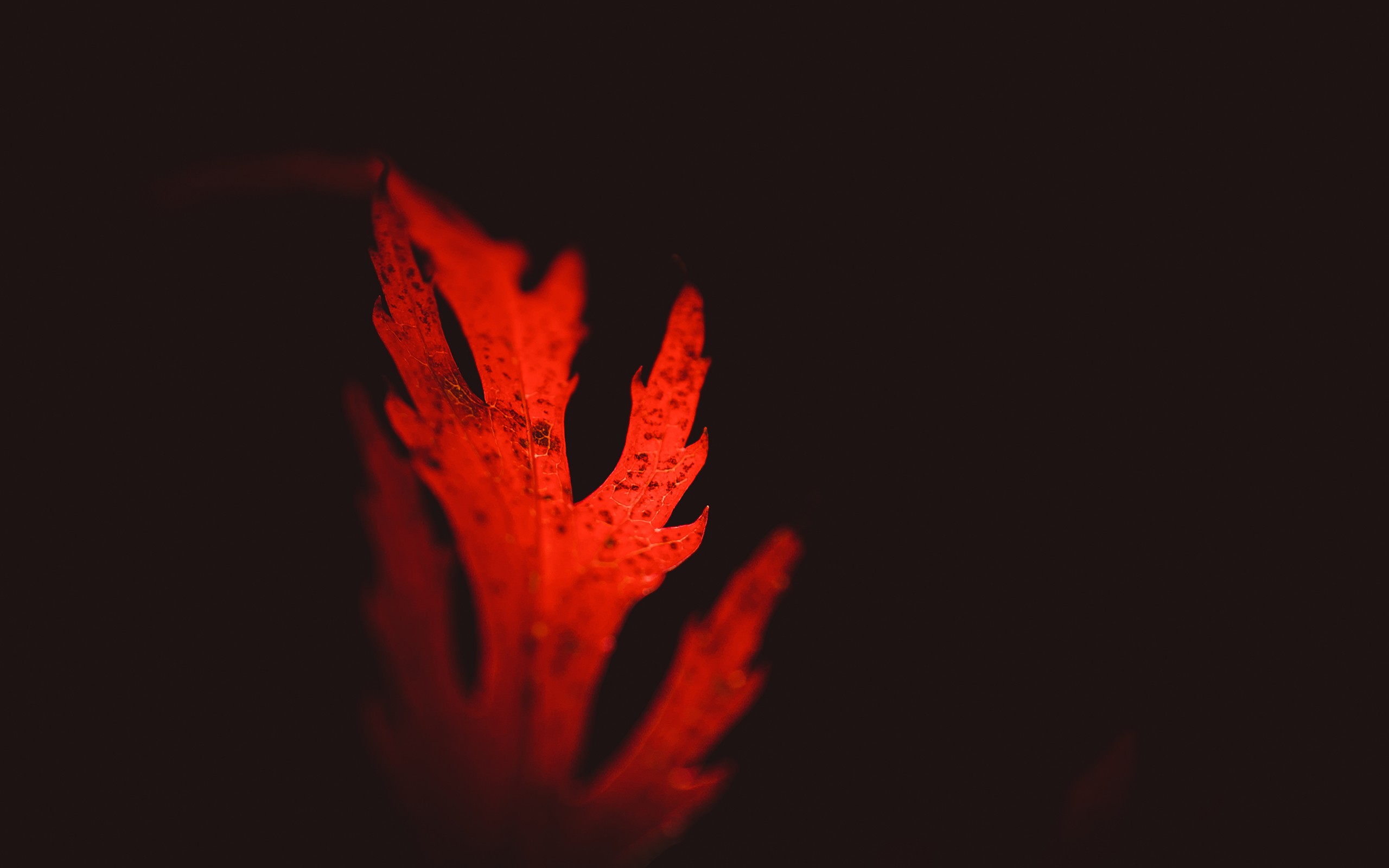 Red leaf in macro photography HD Wallpaper