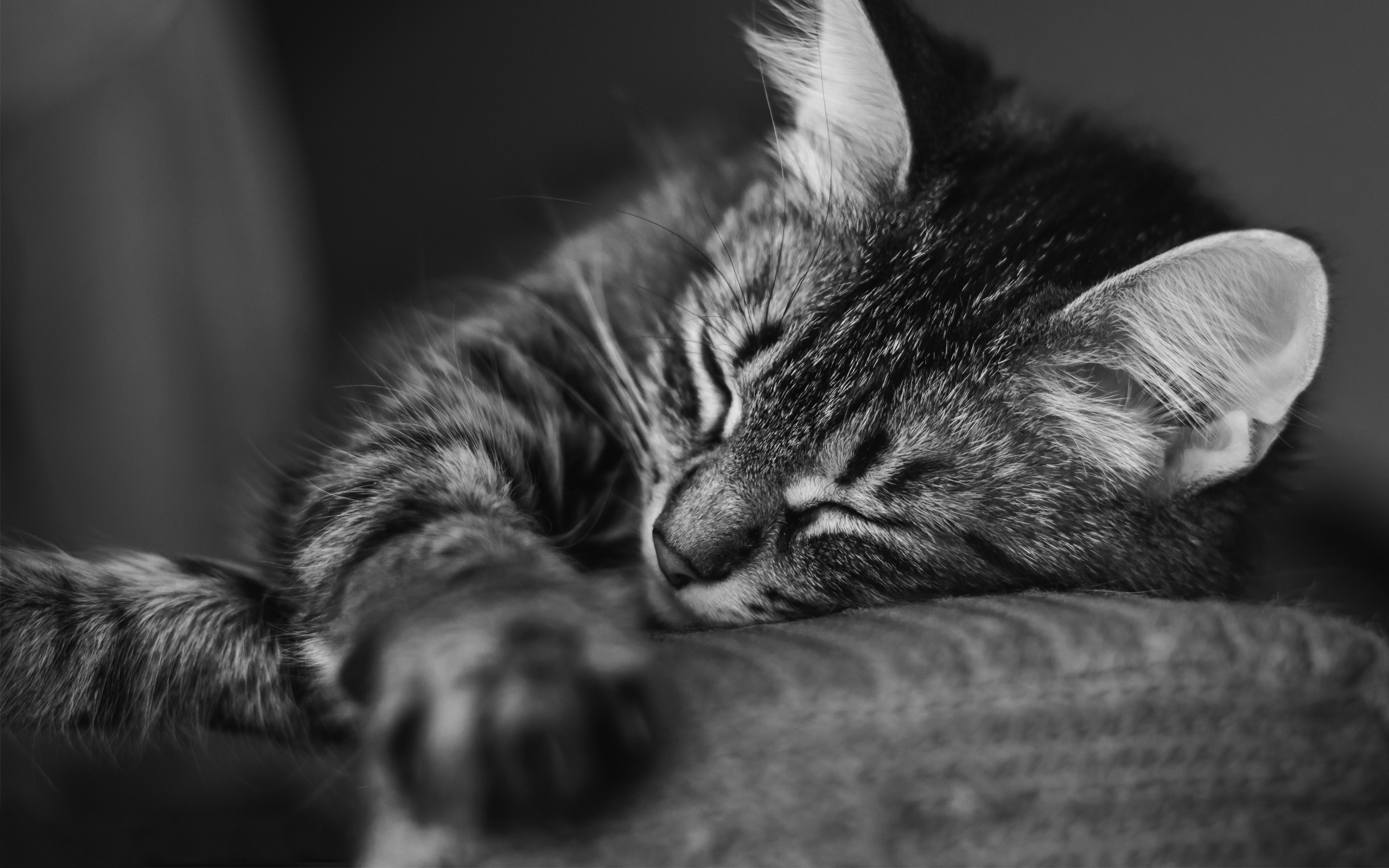 Monochrome close-up of a sleeping tabby cat HD Wallpaper