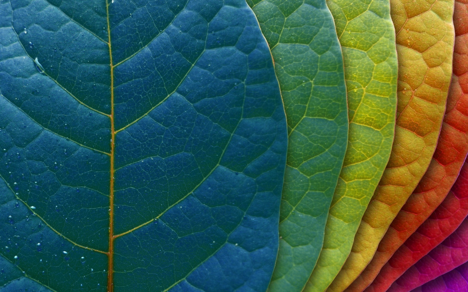 Macro view of colorful leaves with water drops HD Wallpaper