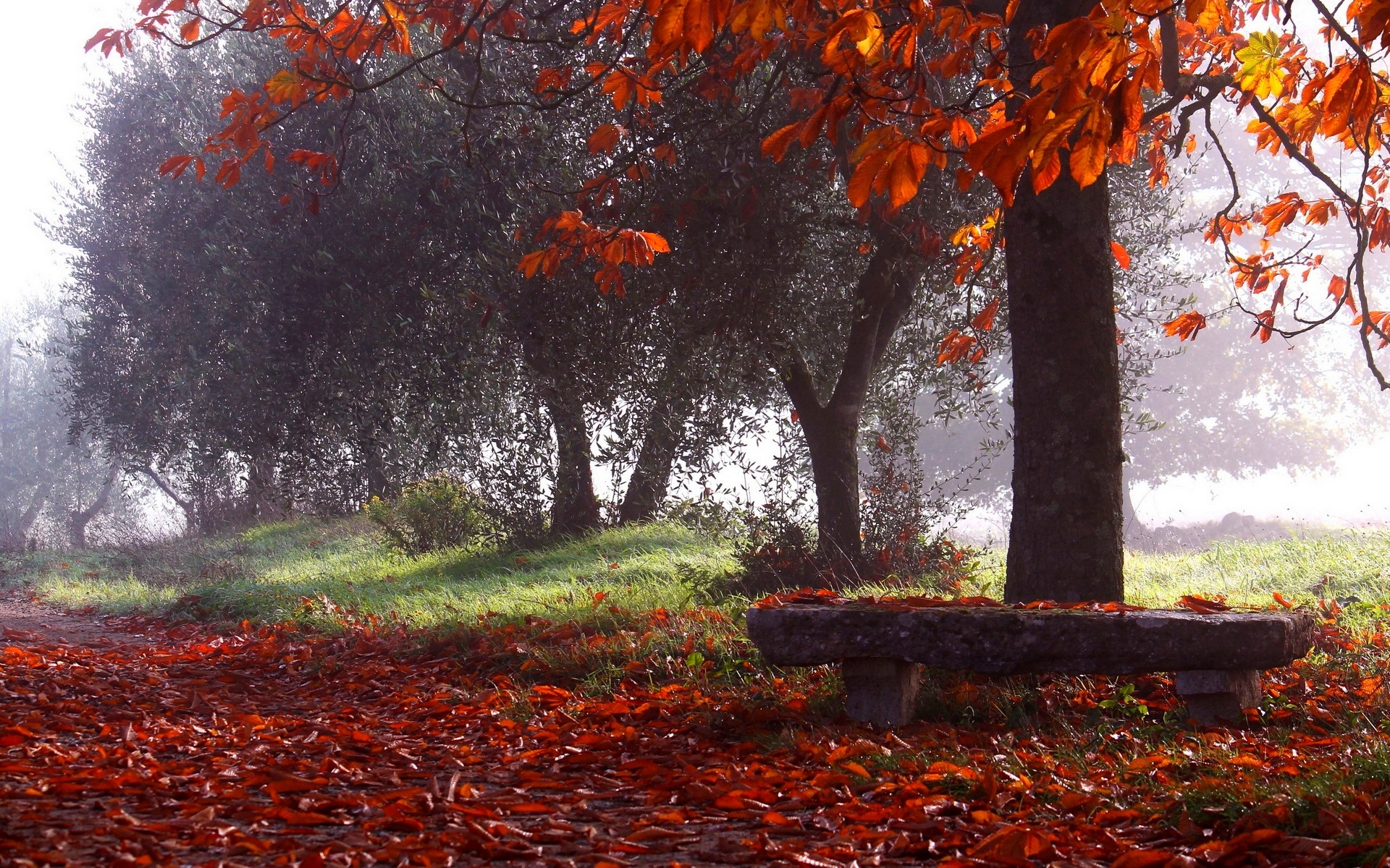 Autumn park with fallen leaves and a stone bench HD Wallpaper
