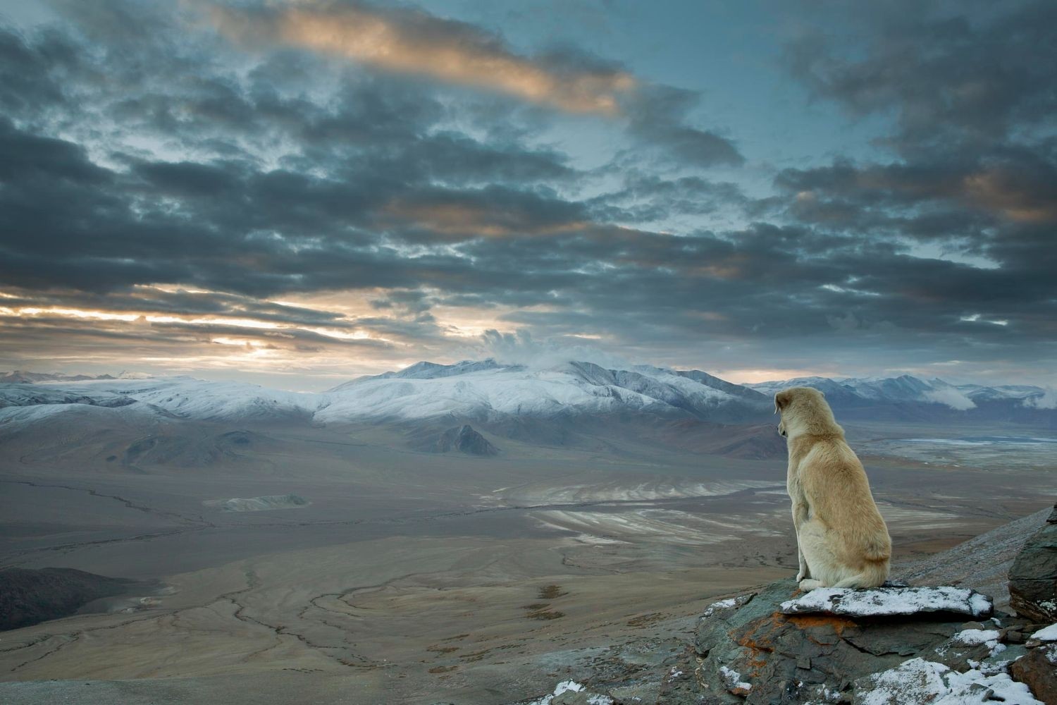 Dog sitting on a rock overlooking snowy mountains at sunset HD Wallpaper