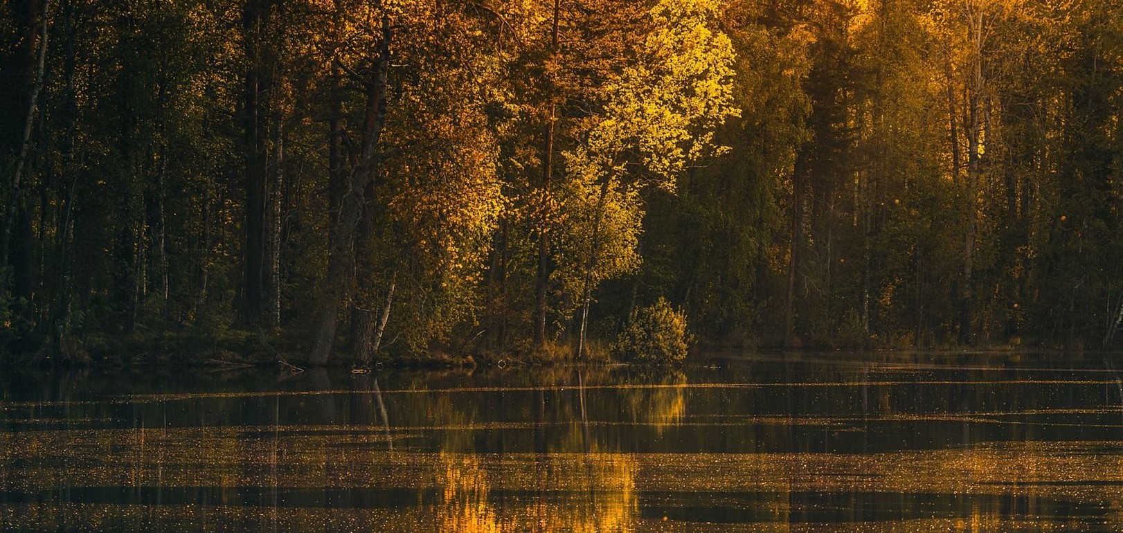 Autumn forest reflected in calm lake at sunset HD Wallpaper