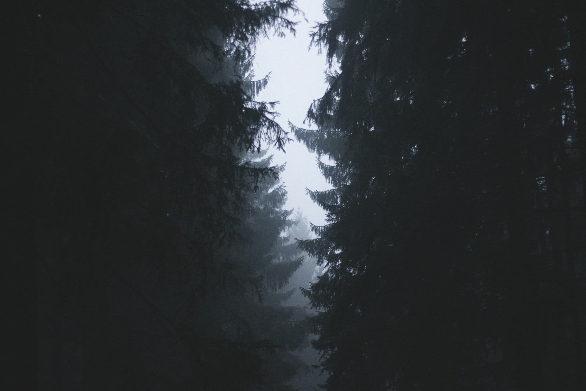 Dark forest with mist and tall trees HD Wallpaper