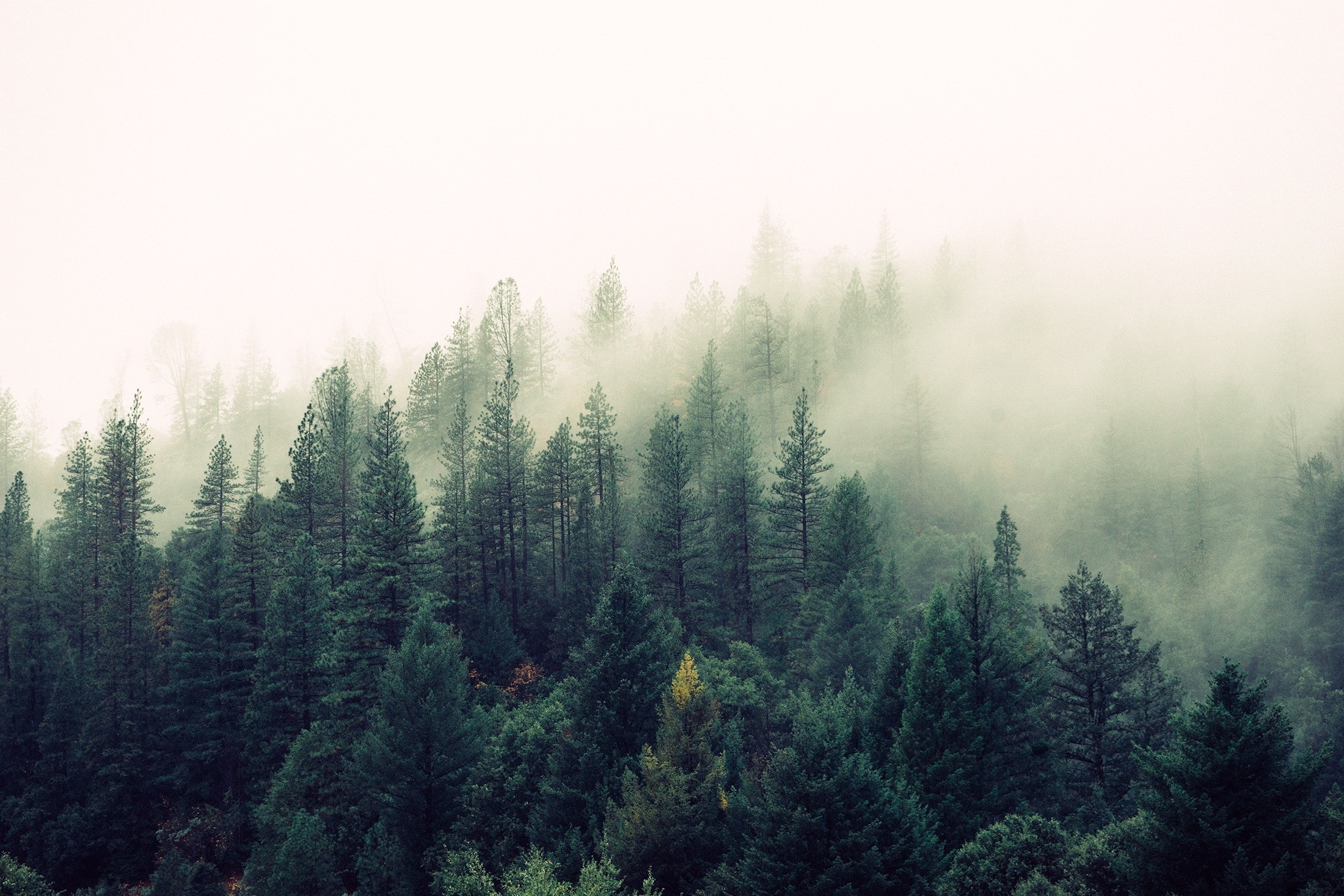 Misty forest with tall evergreen trees HD Wallpaper