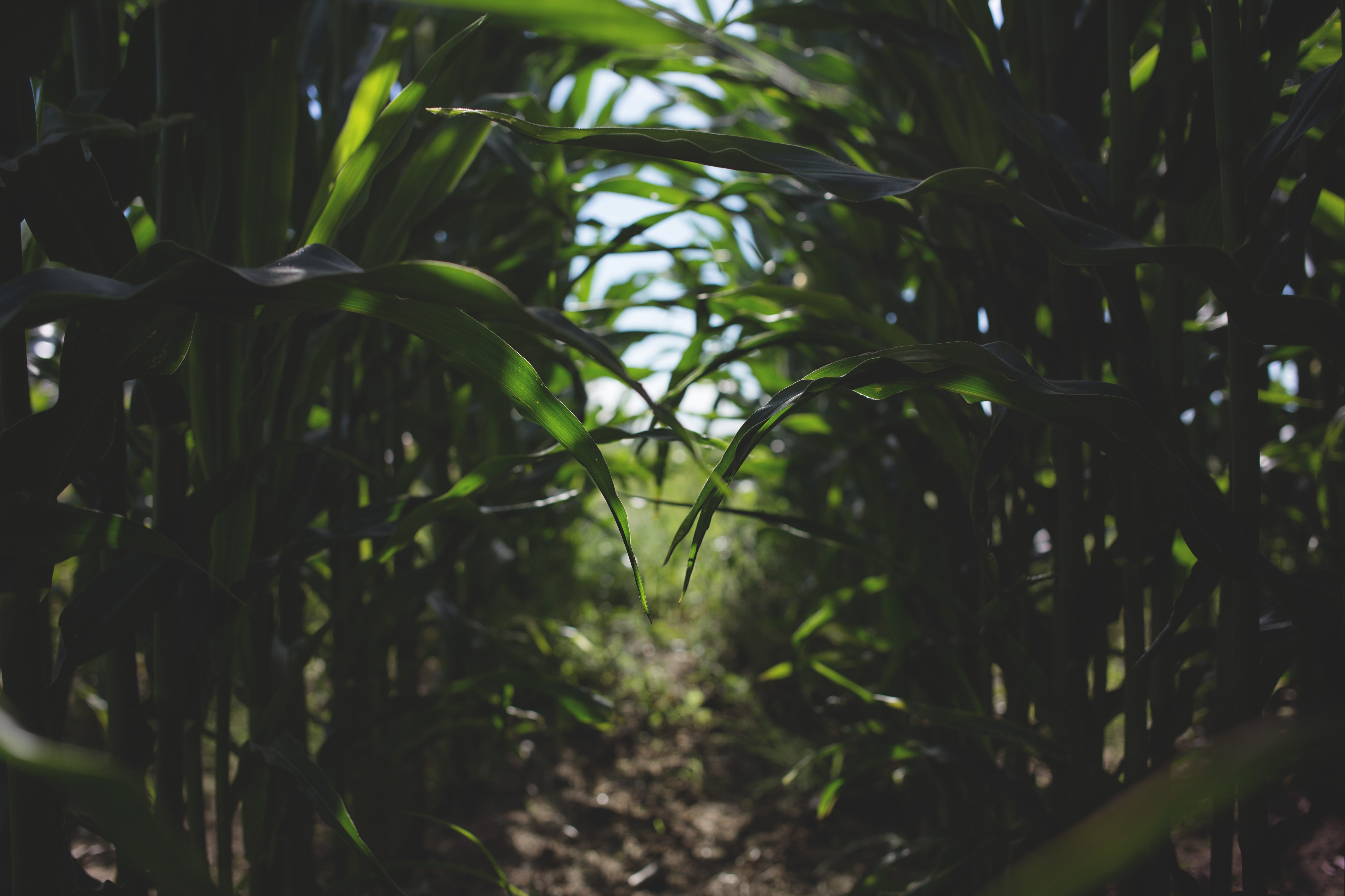 Path through a cornfield with sunlight and bokeh HD Wallpaper