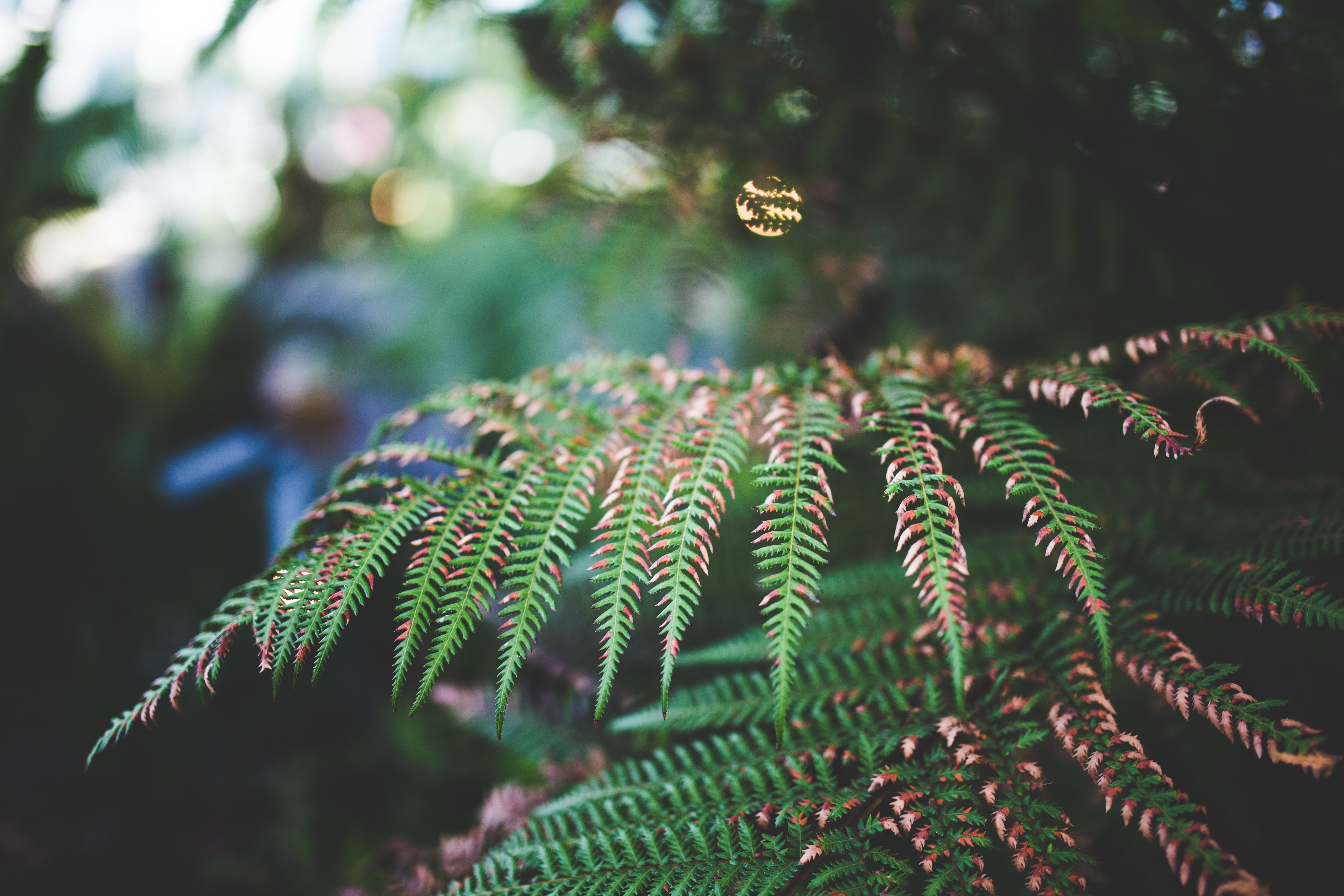 Close-up of a fern with bokeh background HD Wallpaper