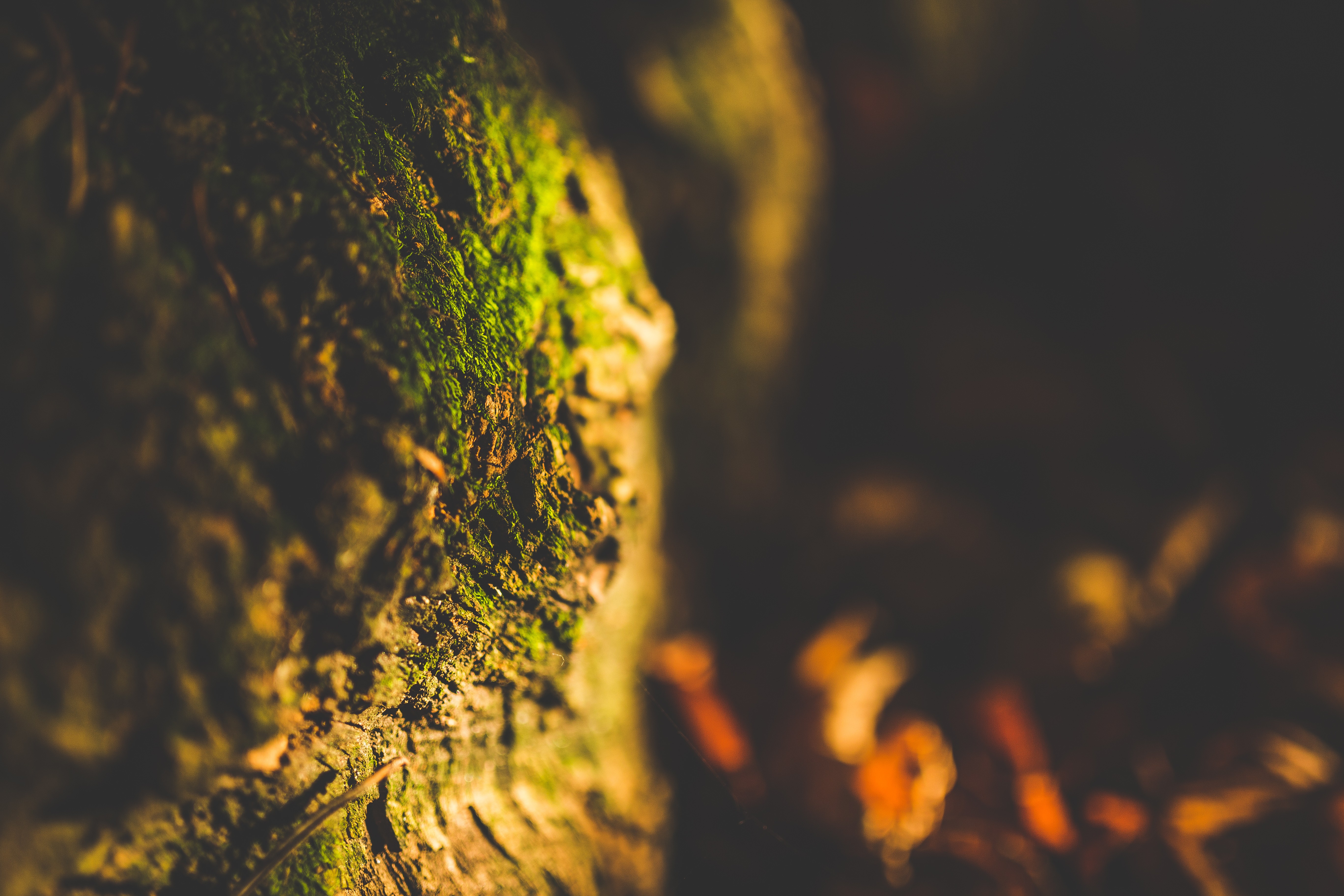 Macro shot of moss on a tree trunk with blurred background HD Wallpaper