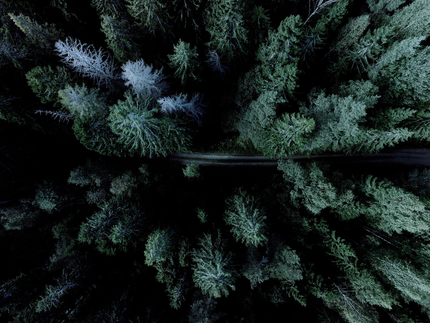 Aerial view of a dark forest with a road HD Wallpaper