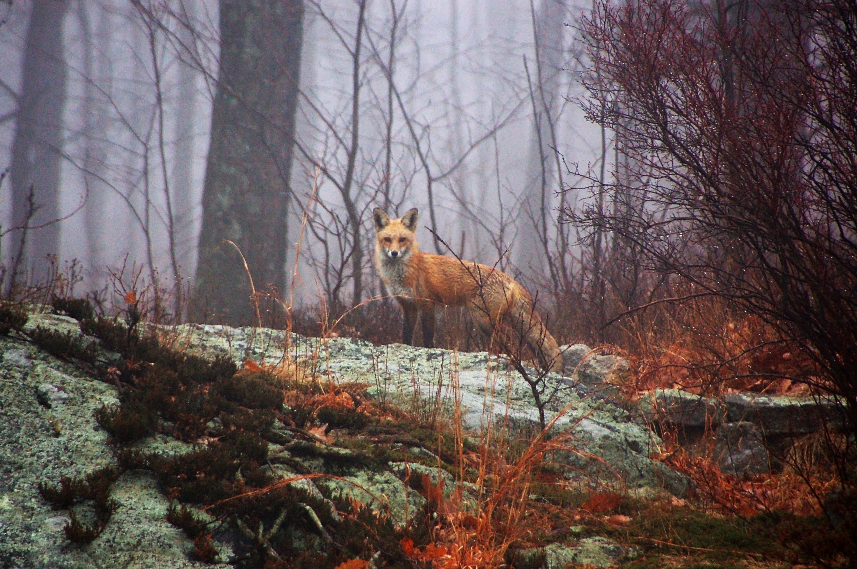 Fox standing on a rocky outcrop in a foggy forest HD Wallpaper