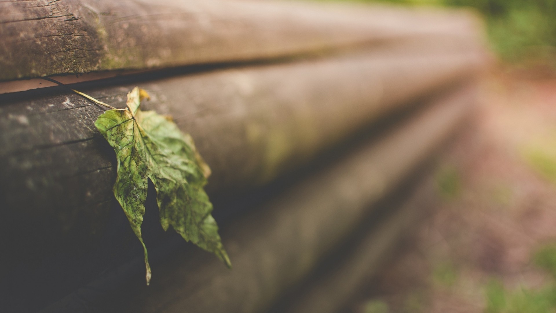 A single green leaf on weathered wooden logs HD Wallpaper