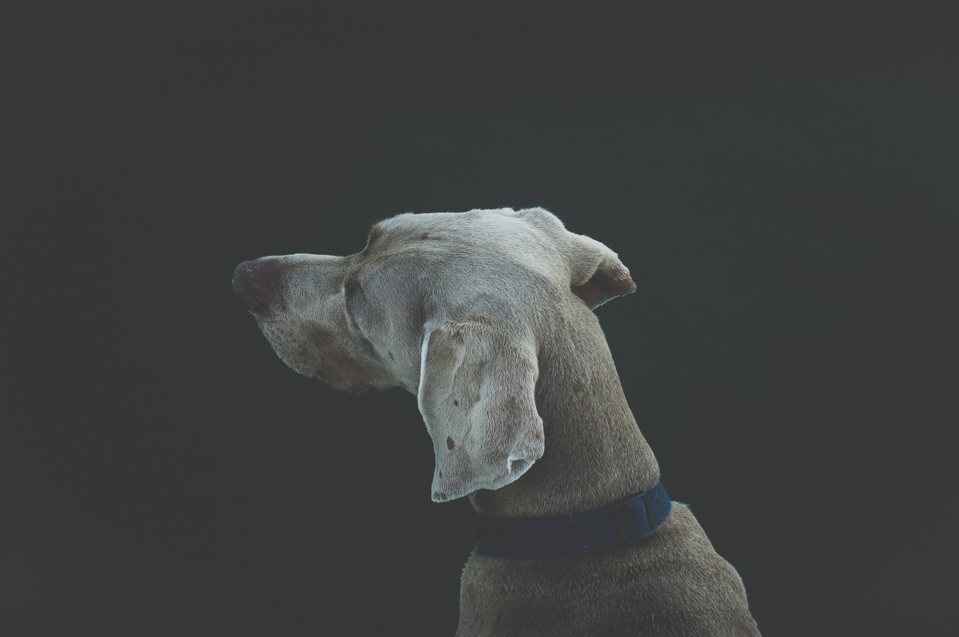 A Weimaraner dog wearing a blue collar HD Wallpaper