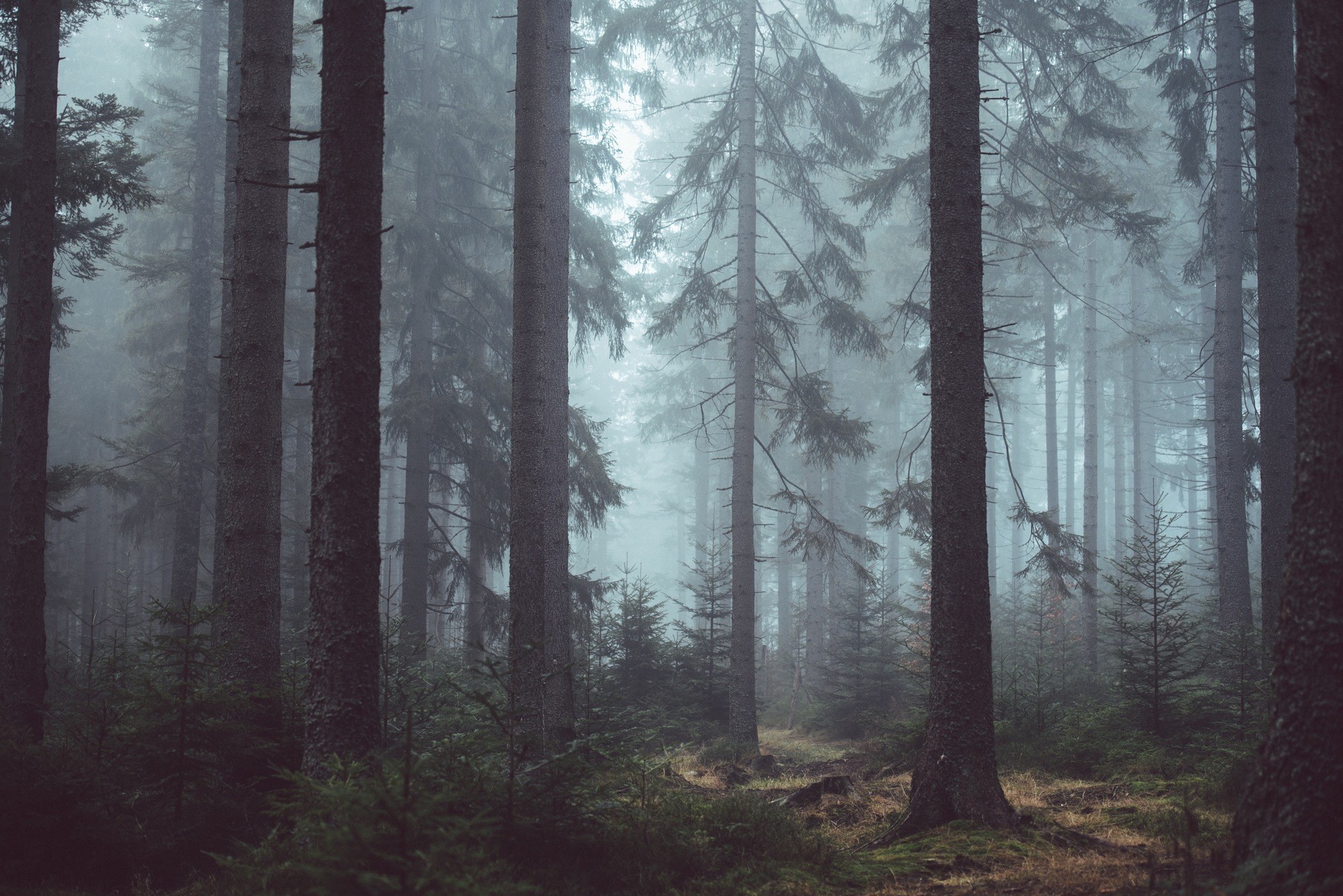 Misty forest with tall pine trees HD Wallpaper
