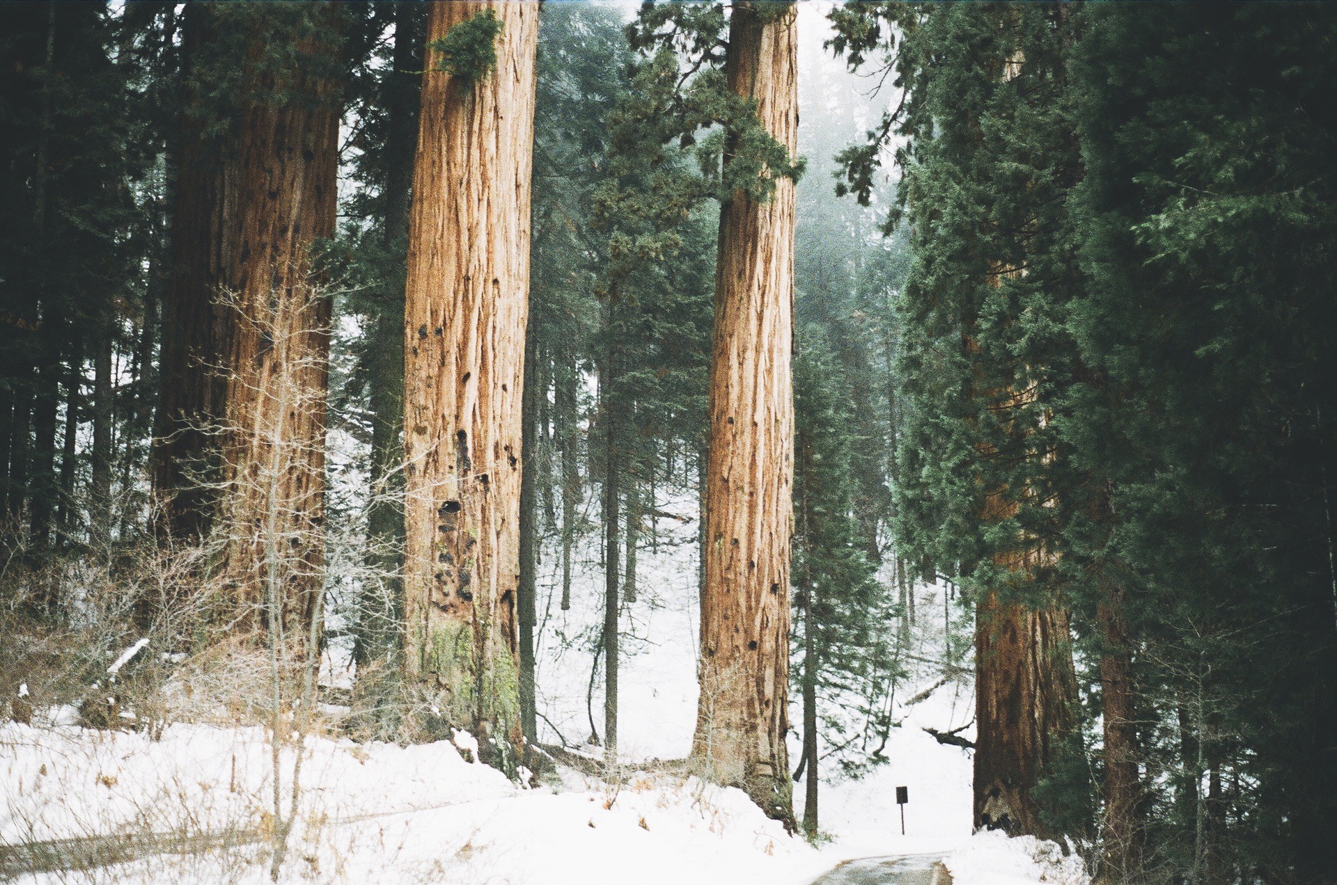 Giant sequoia trees in a snowy forest HD Wallpaper